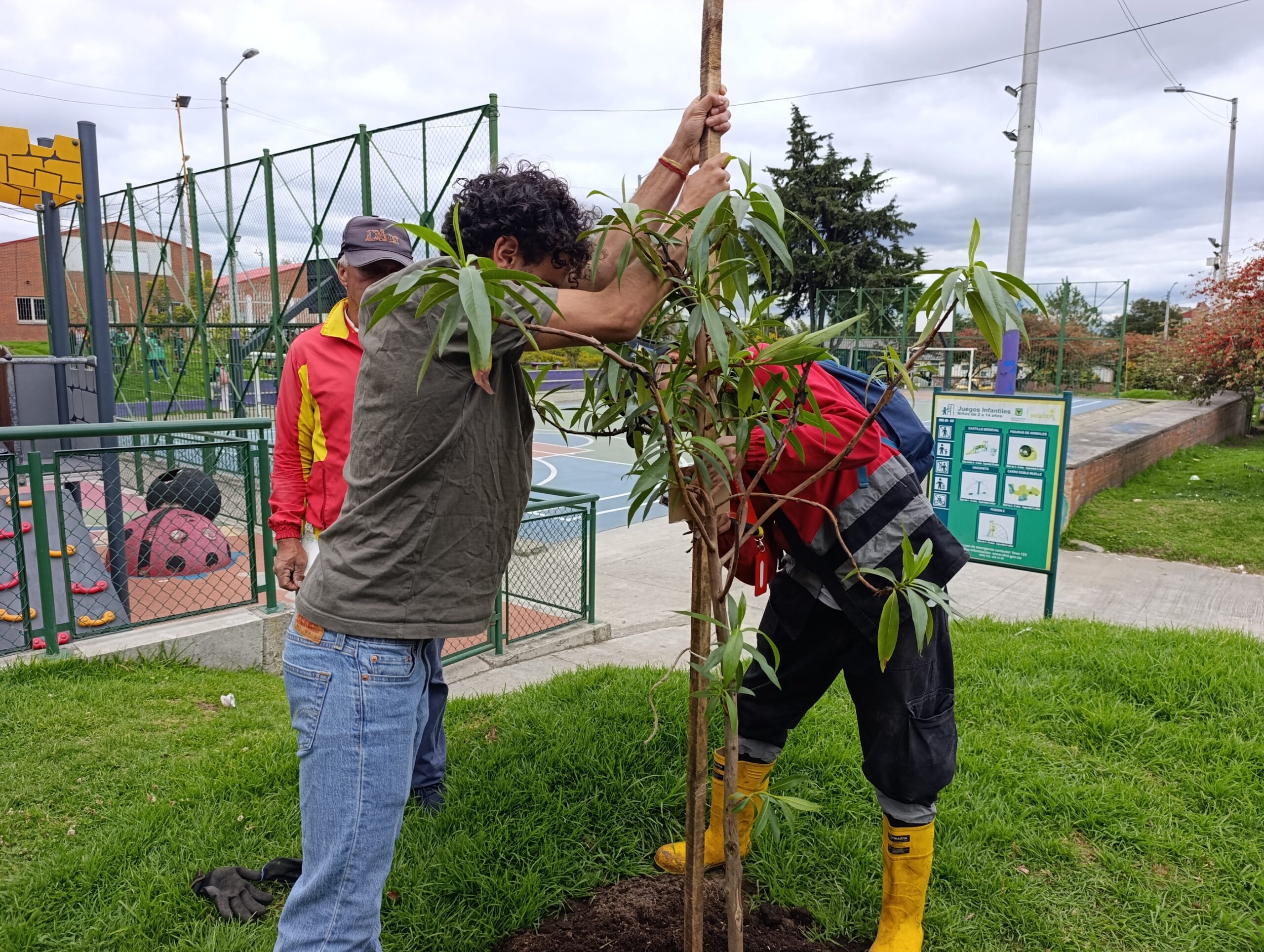 Historias del verde urbano: San Blas: un parque de San Cristóbal que se renaturalizó con ocho especies arbóreas y arbustivas