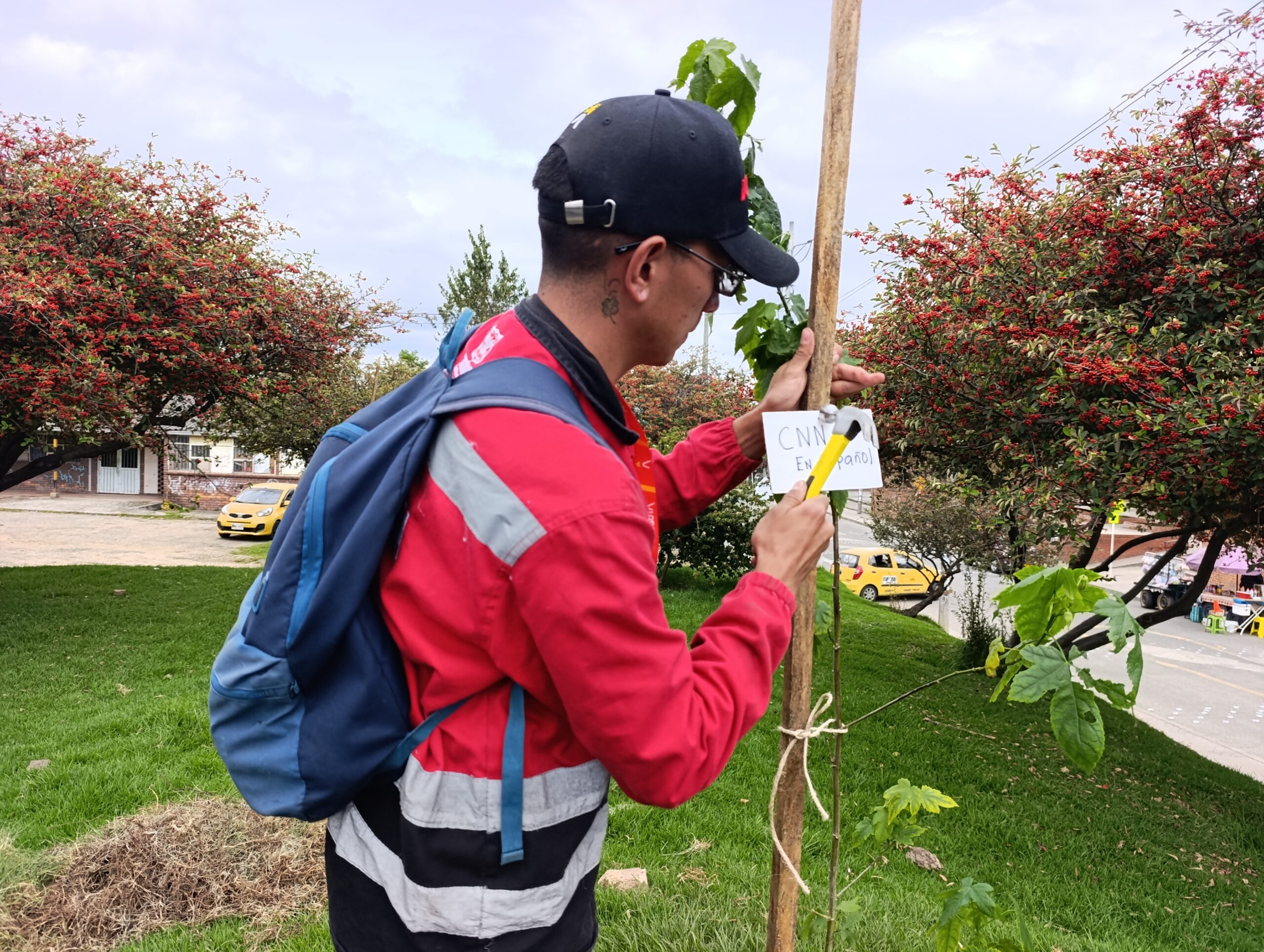 Historias del verde urbano: San Blas: un parque de San Cristóbal que se renaturalizó con ocho especies arbóreas y arbustivas