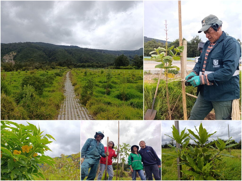 Historias del verde urbano: ¡El nuevo corredor ecológico de la localidad de Usaquén!