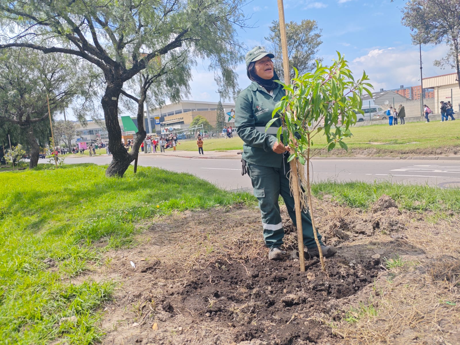 Historias del verde urbano: ¡Bogotá renaturaliza cinco de sus corredores viales!