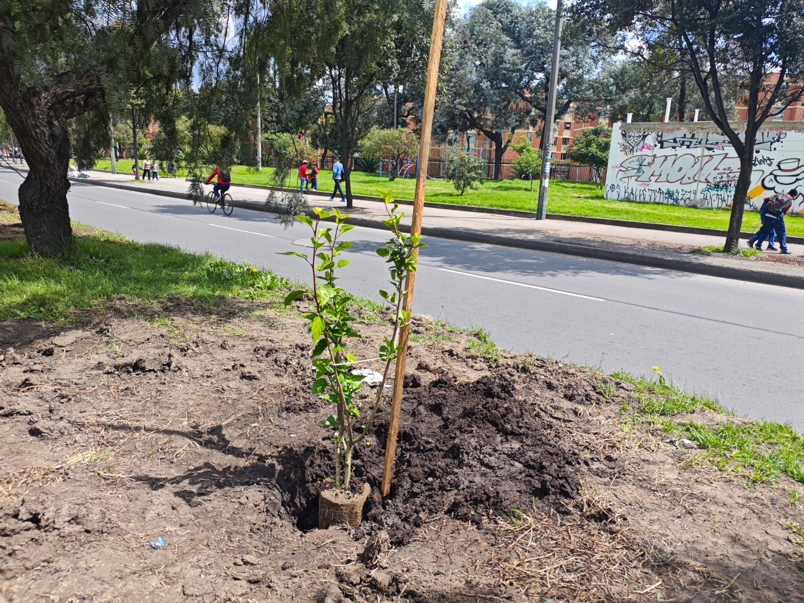 Historias del verde urbano: ¡Bogotá renaturaliza cinco de sus corredores viales!