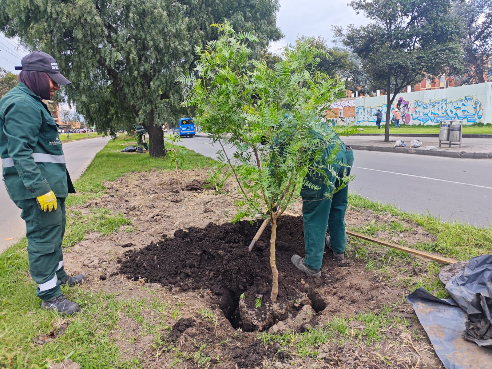 Historias del verde urbano: ¡Bogotá renaturaliza cinco de sus corredores viales!