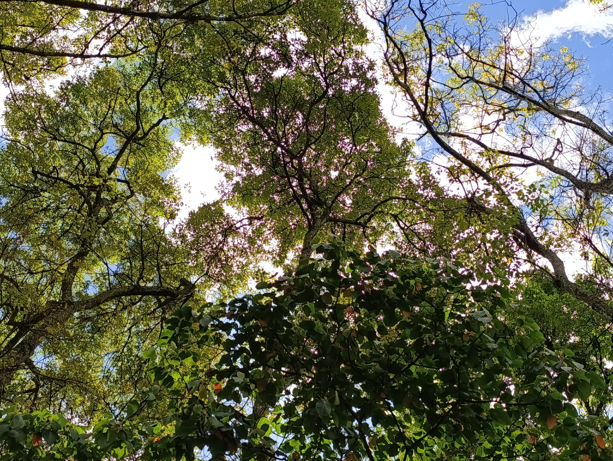 Historias del verde urbano: Proyecciones jardineras en el Parkway
