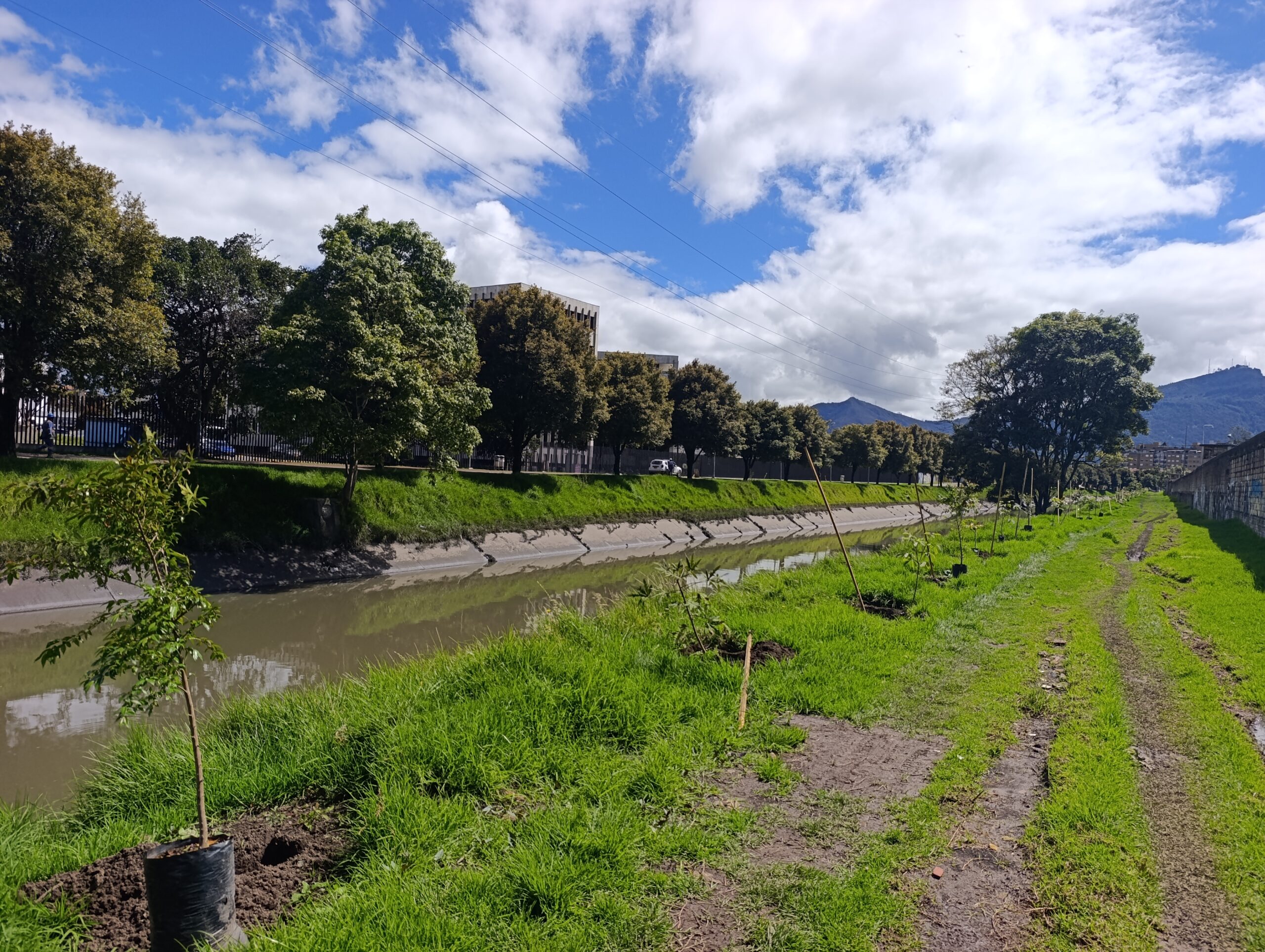Historias del verde urbano: Río Negro: un canal que diversificó su ronda con 164 árboles y arbustos