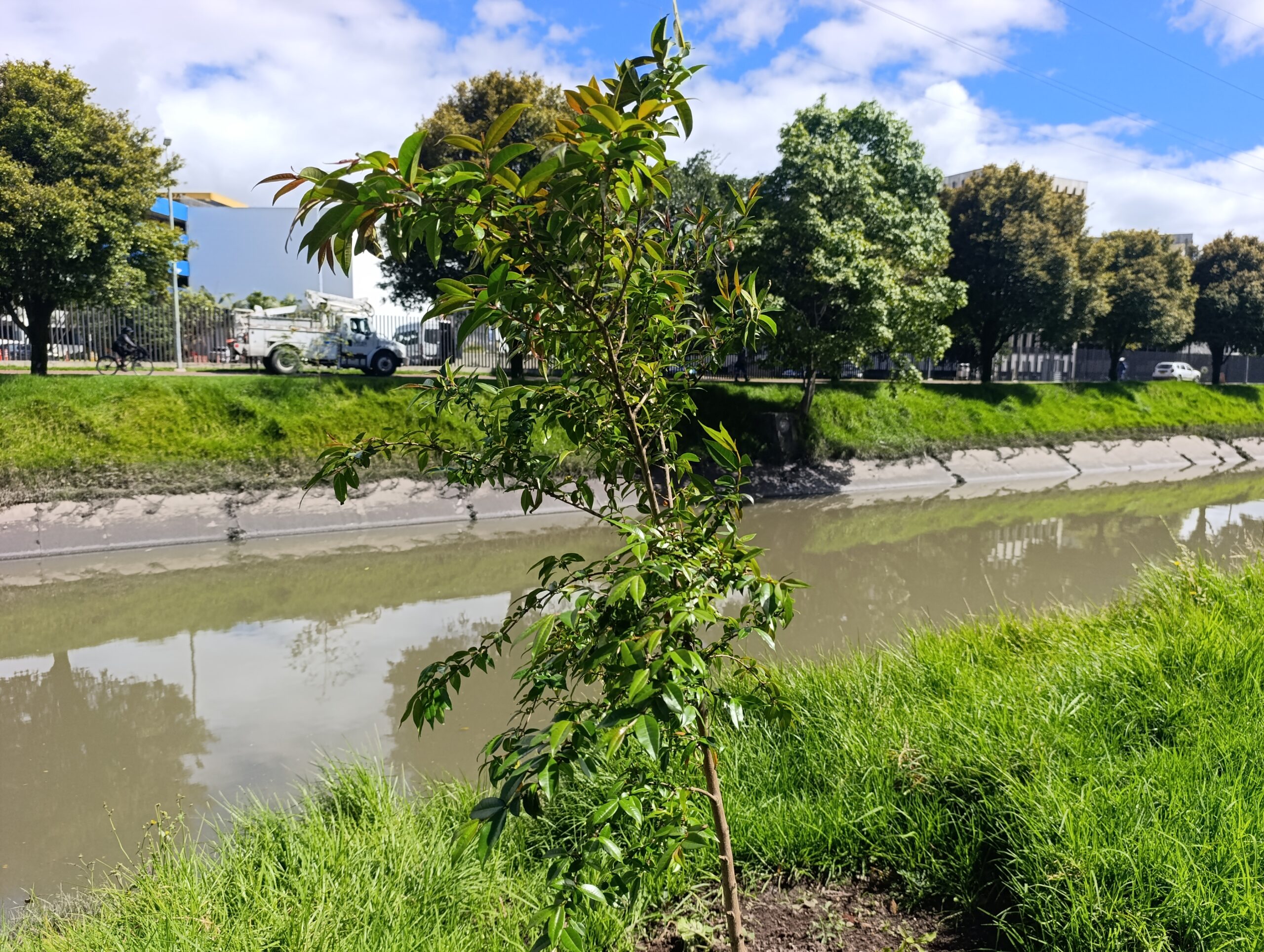Historias del verde urbano: Río Negro: un canal que diversificó su ronda con 164 árboles y arbustos