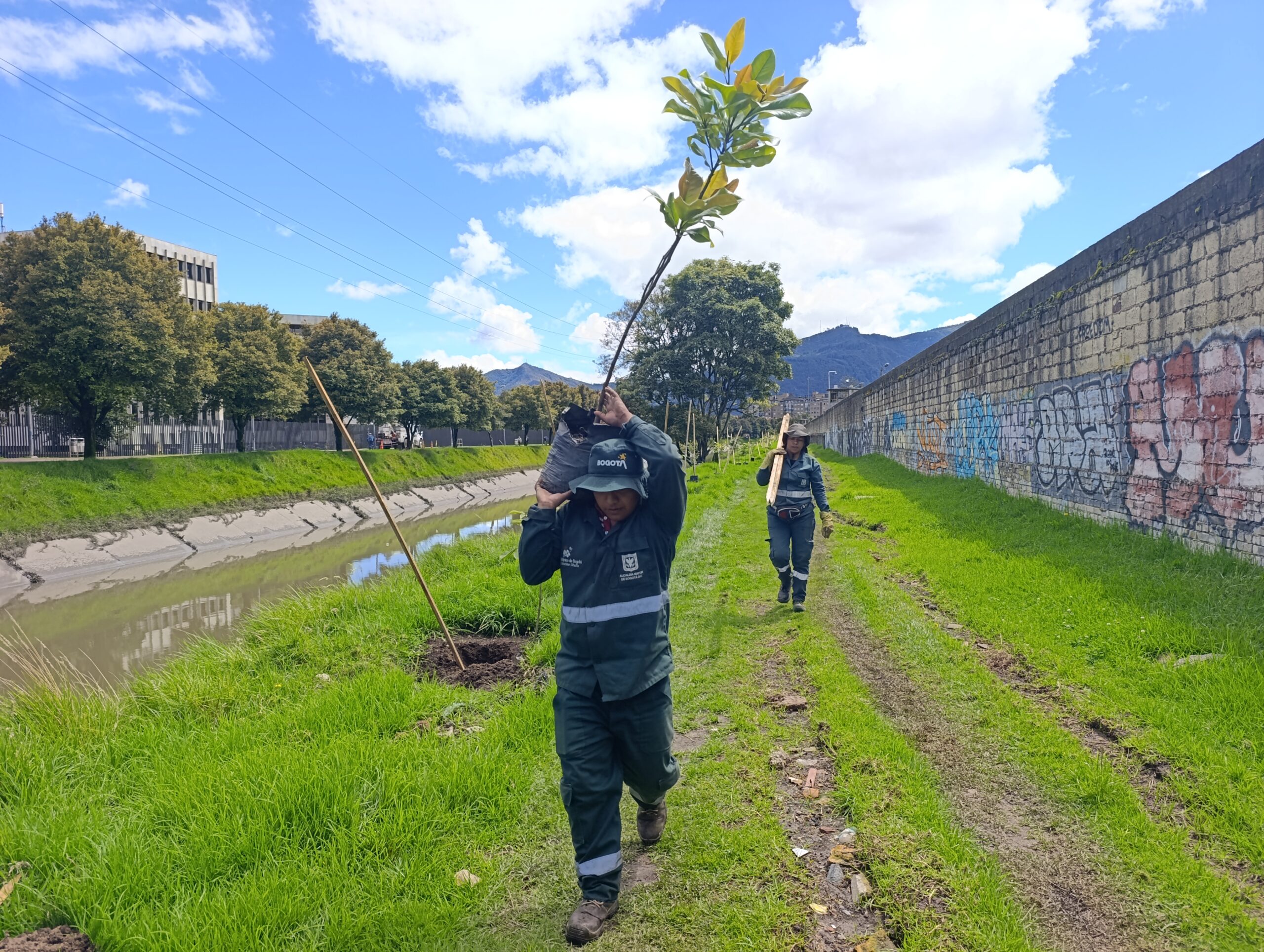 Historias del verde urbano: Río Negro: un canal que diversificó su ronda con 164 árboles y arbustos