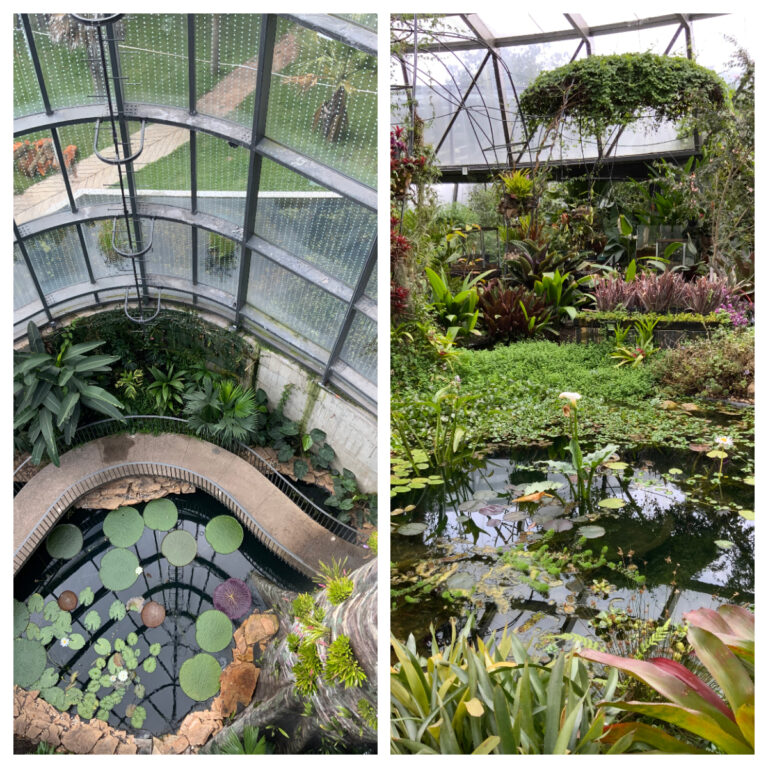 Expertos de toda Sudamérica se reúnen en el Jardín Botánico de Bogotá para fortalecer la conservación de la flora amenazada