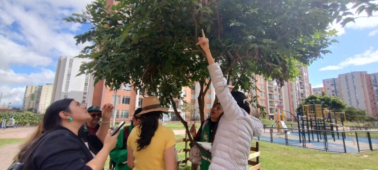 Tejiendo territorios: Cómo reportar un árbol enfermo en mi ciudad