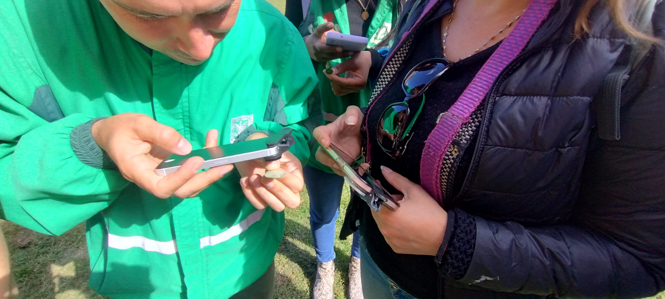 Tejiendo territorios: Cómo reportar un árbol enfermo en mi ciudad