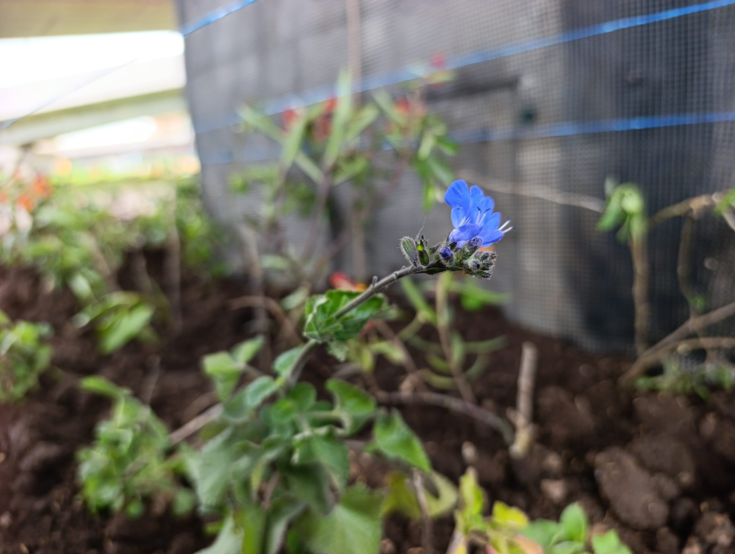 Historias del verde urbano: Los nuevos puentes vehiculares de la calle 127 con avenida Boyacá se visten con jardines biodiversos