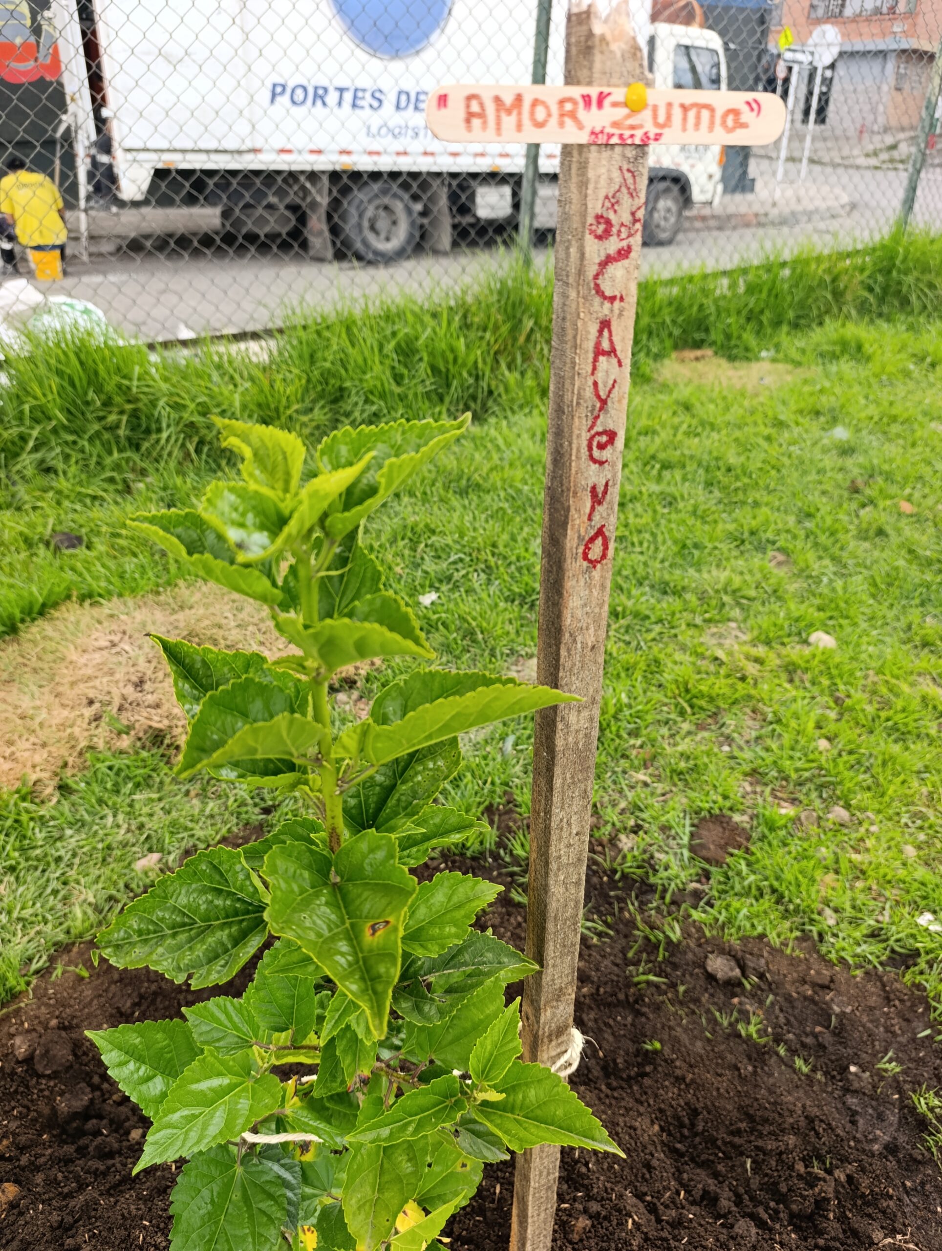 Historias del verde urbano: Nuevo Chile y Olarte, barrios de la Zona Urbana por un Mejor Aire (ZUMA) del Apogeo, renaturalizan sus parques