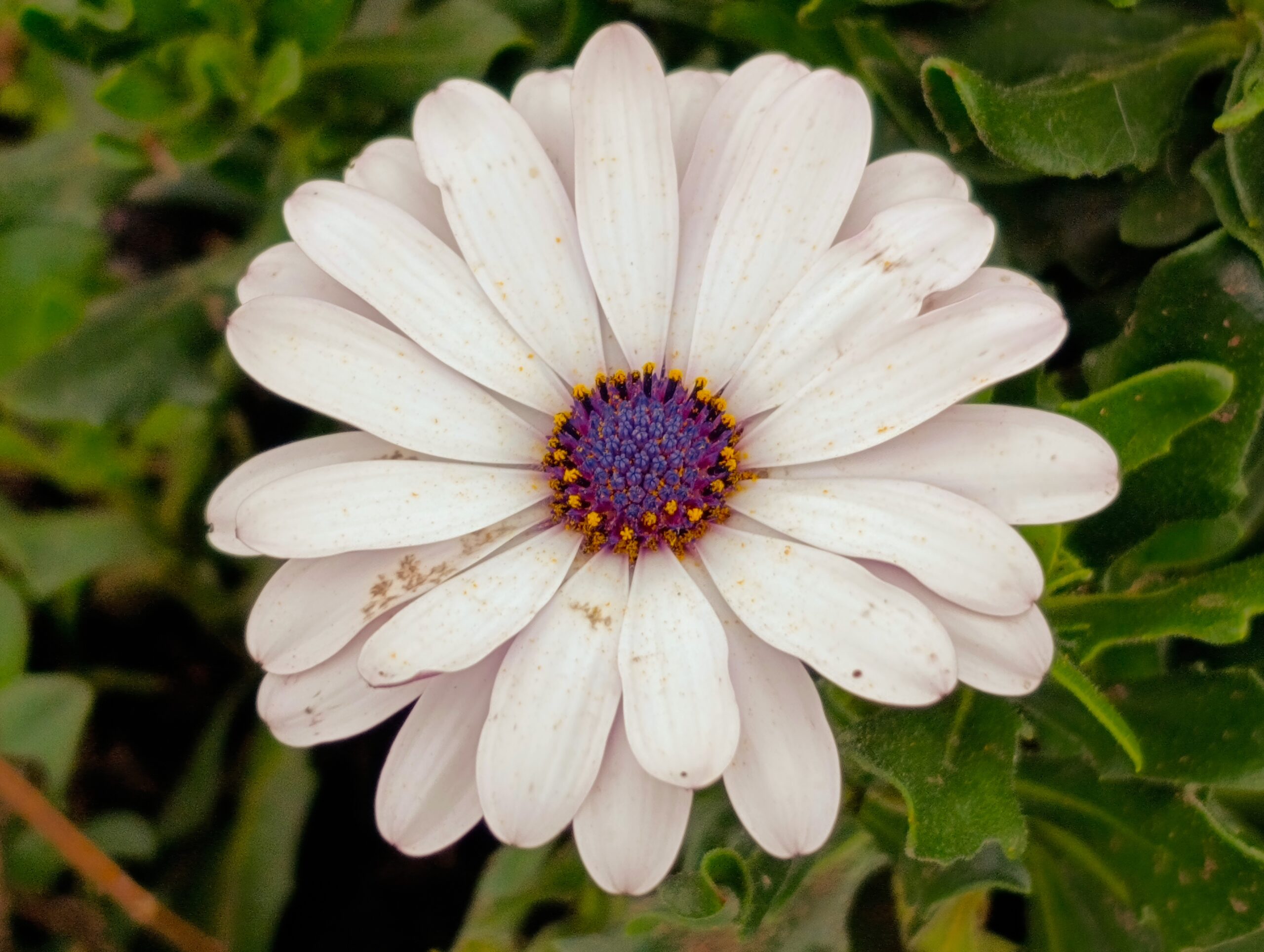 Historias del verde urbano: La recuperación floral de las 80 jardineras de la avenida El Rincón-Tabor