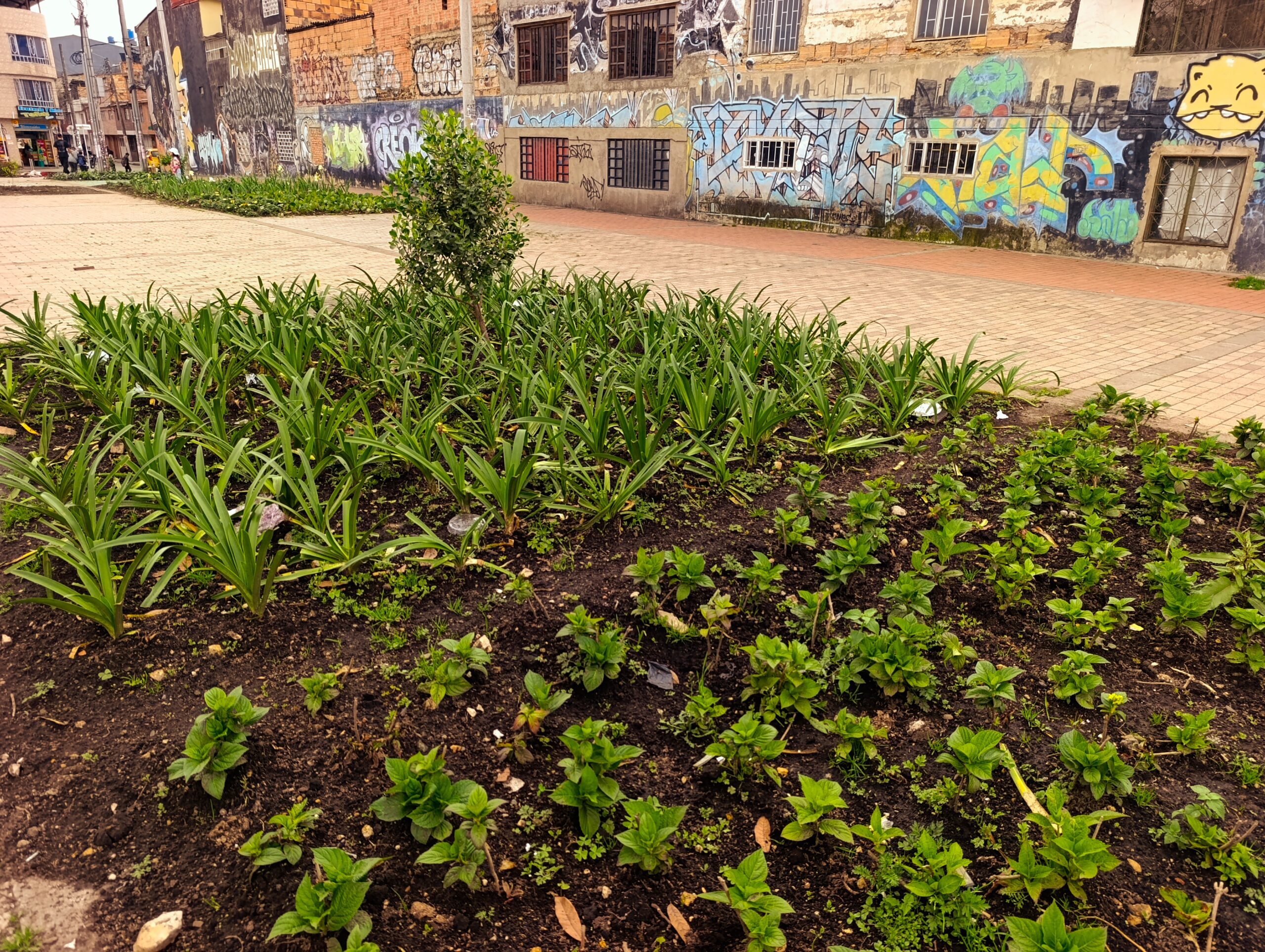 Historias del verde urbano: La recuperación floral de las 80 jardineras de la avenida El Rincón-Tabor