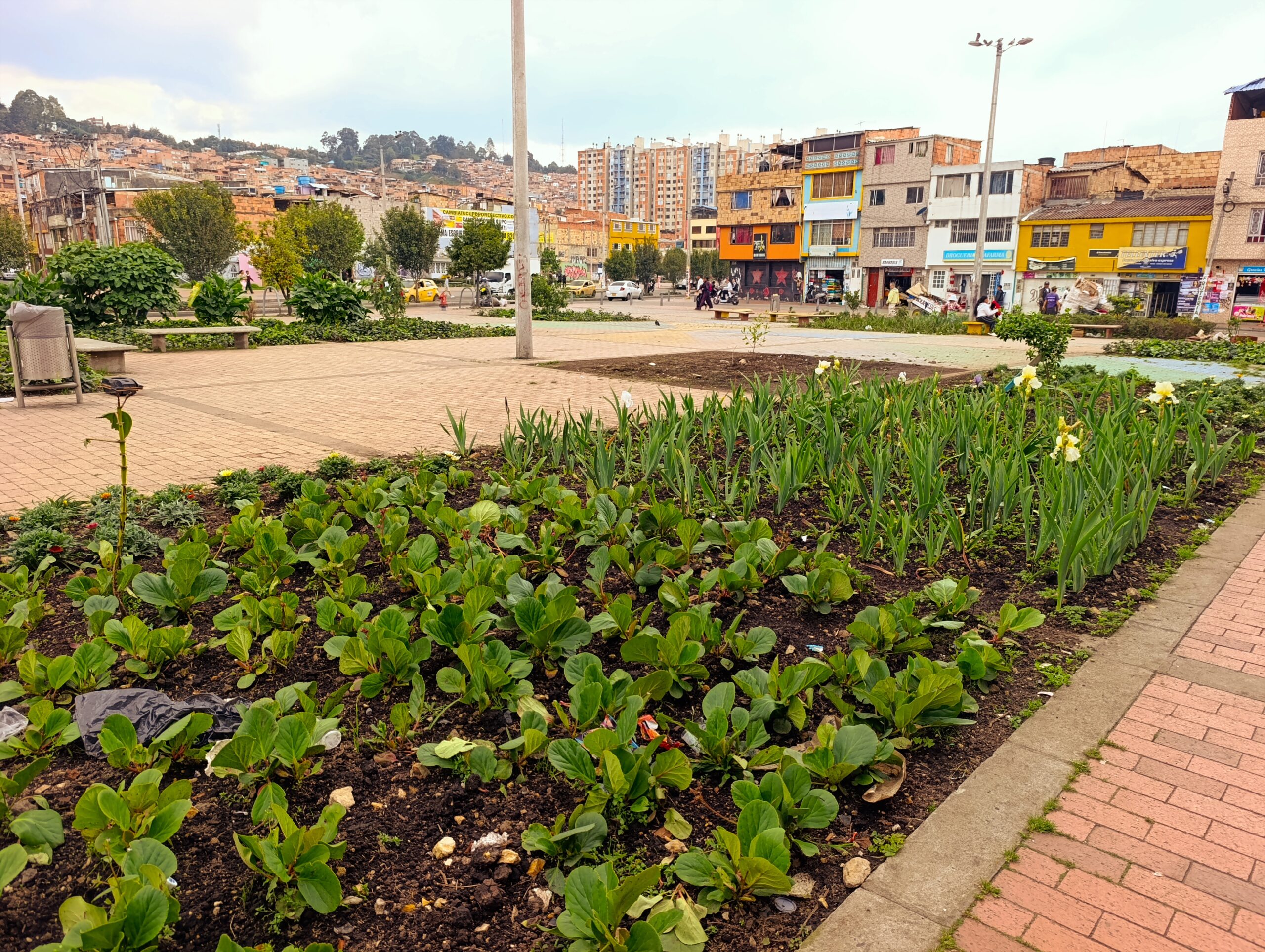 Historias del verde urbano: La recuperación floral de las 80 jardineras de la avenida El Rincón-Tabor