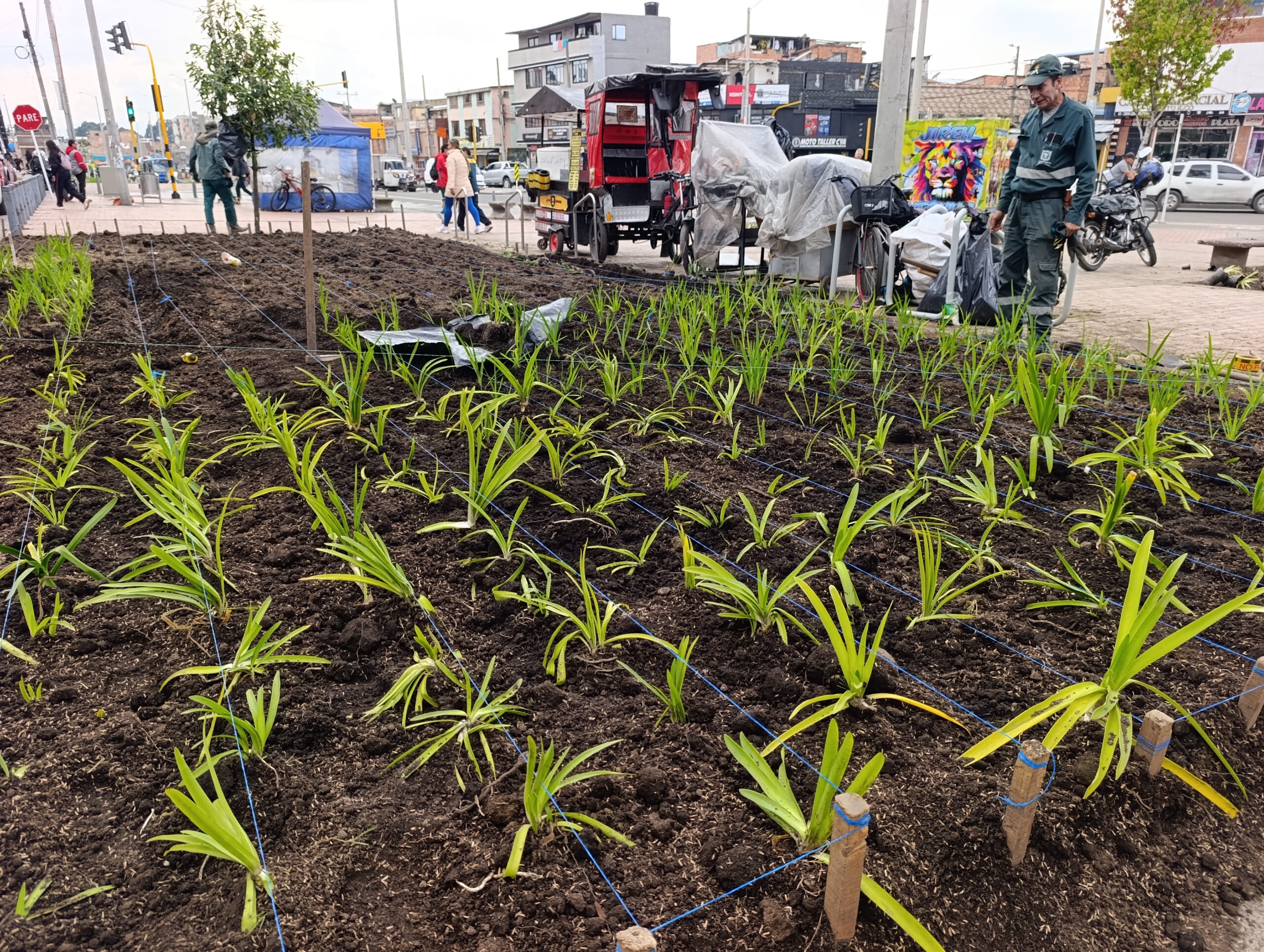 Historias del verde urbano: La recuperación floral de las 80 jardineras de la avenida El Rincón-Tabor