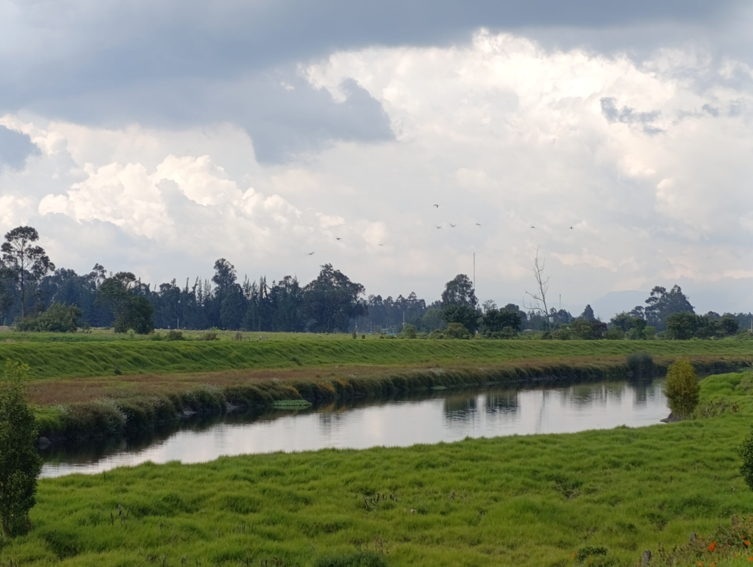 Historias del verde urbano: ¡El vecino deportivo del río Bogotá y el humedal Meandro del Say recupera su arbolado!