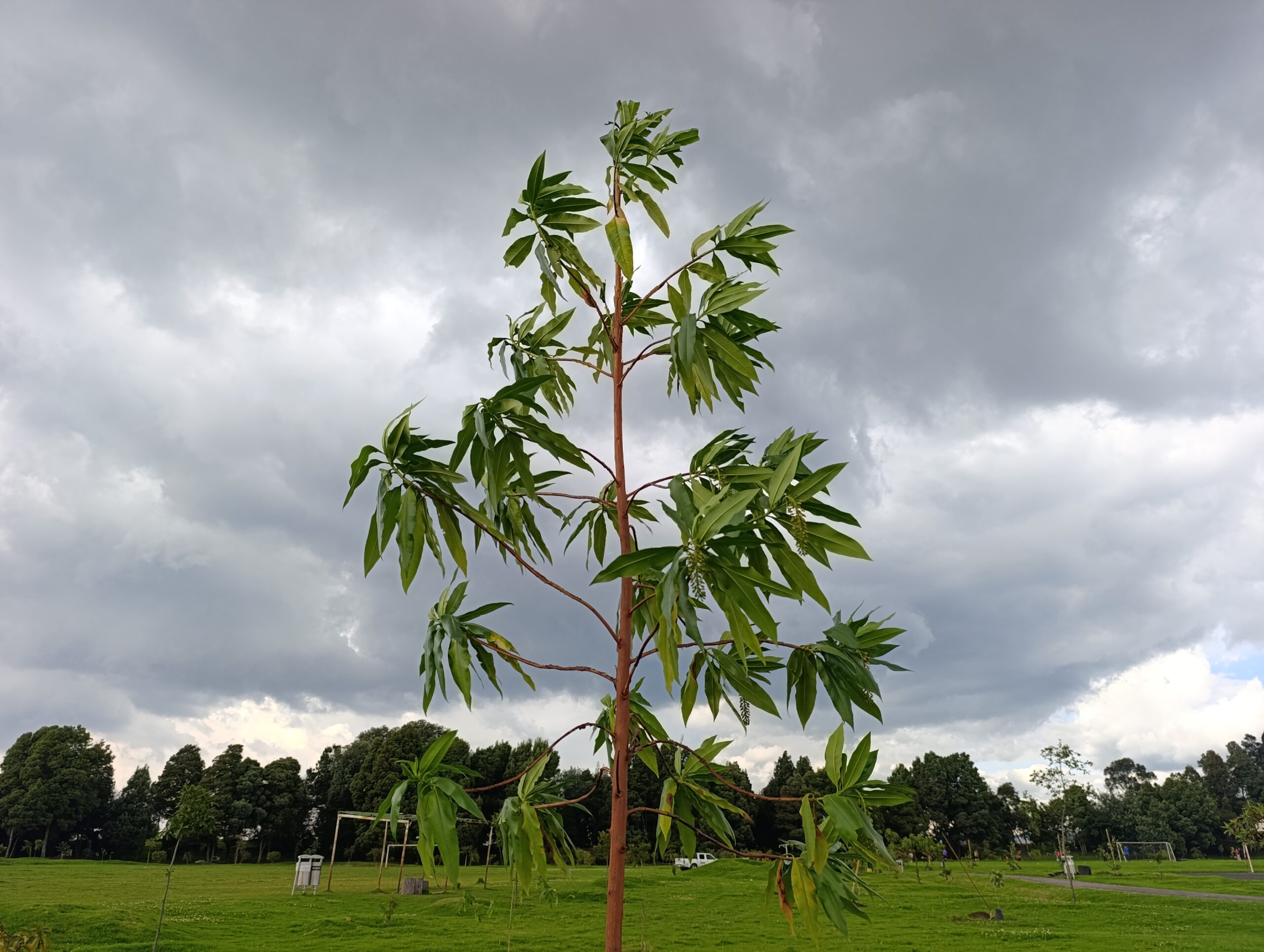 Historias del verde urbano: ¡El vecino deportivo del río Bogotá y el humedal Meandro del Say recupera su arbolado!