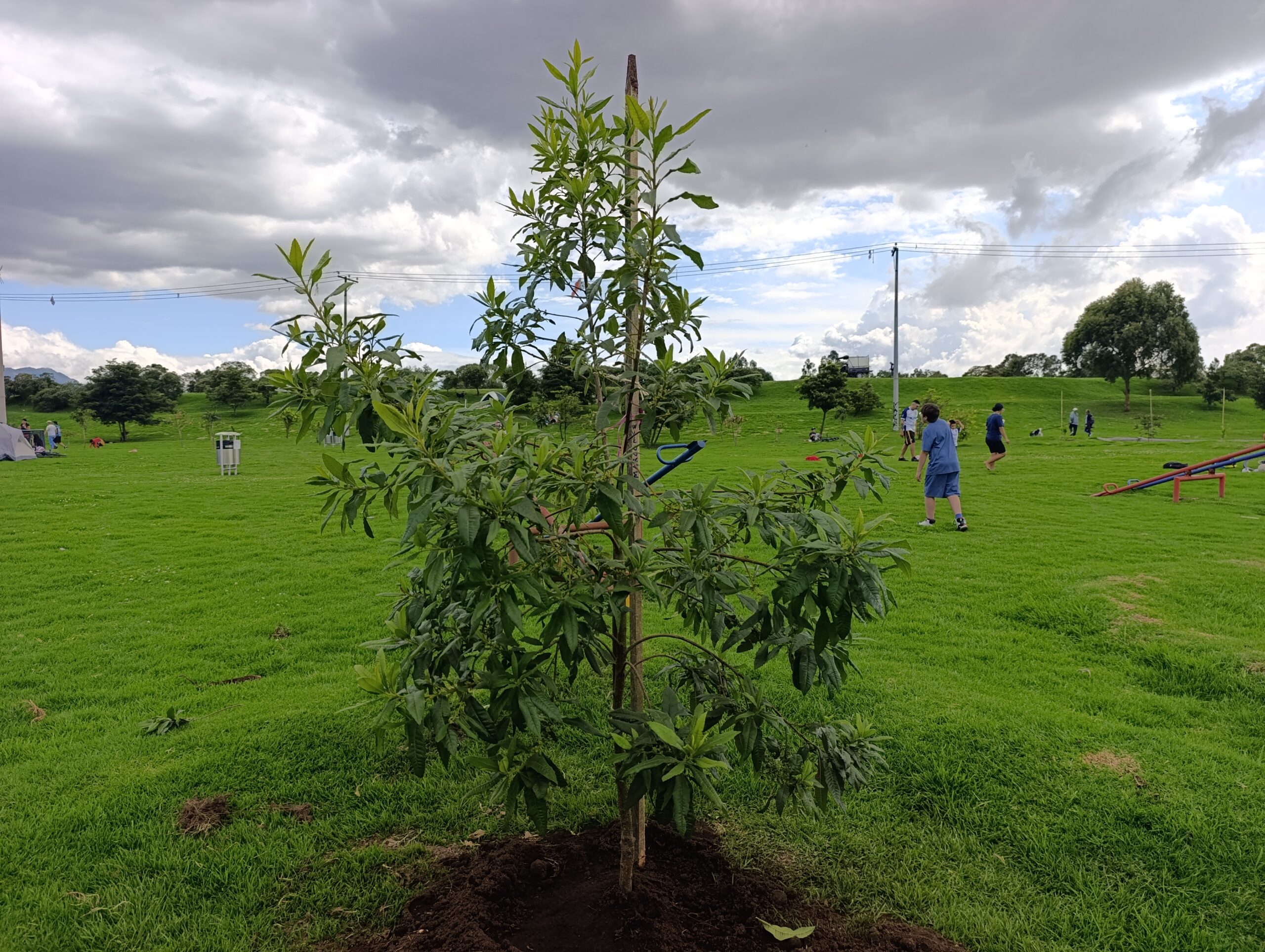 Historias del verde urbano: ¡El vecino deportivo del río Bogotá y el humedal Meandro del Say recupera su arbolado!