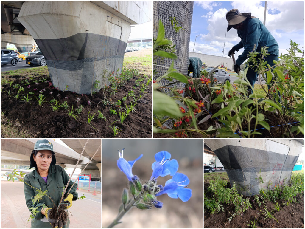 Historias del verde urbano: Los nuevos puentes vehiculares de la calle 127 con avenida Boyacá se visten con jardines biodiversos