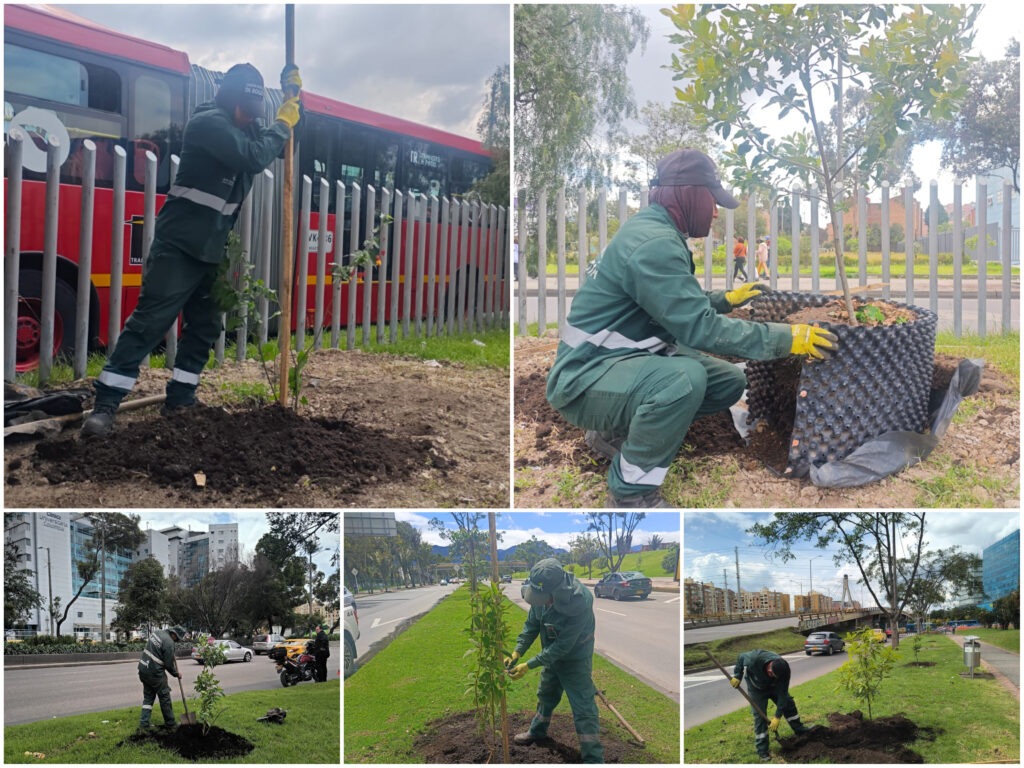 Historias del verde urbano: ¡Bogotá renaturaliza cinco de sus corredores viales!