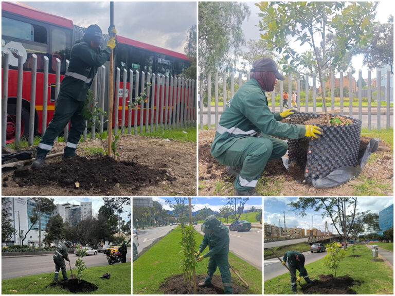 Historias del verde urbano: ¡Bogotá renaturaliza cinco de sus corredores viales!