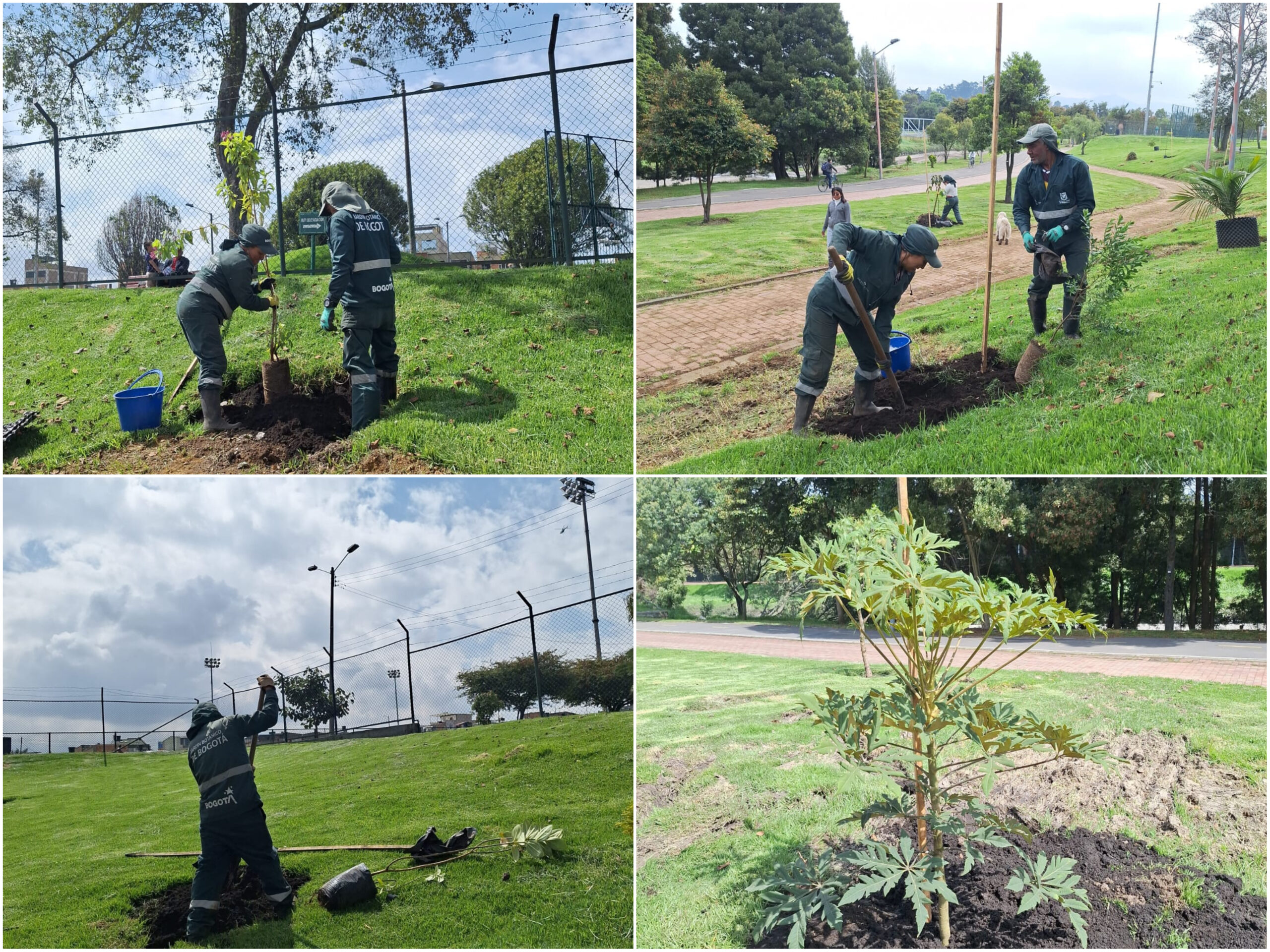 Historias del verde urbano: ¡Navidad arbolada en cuatro parques de Engativá!