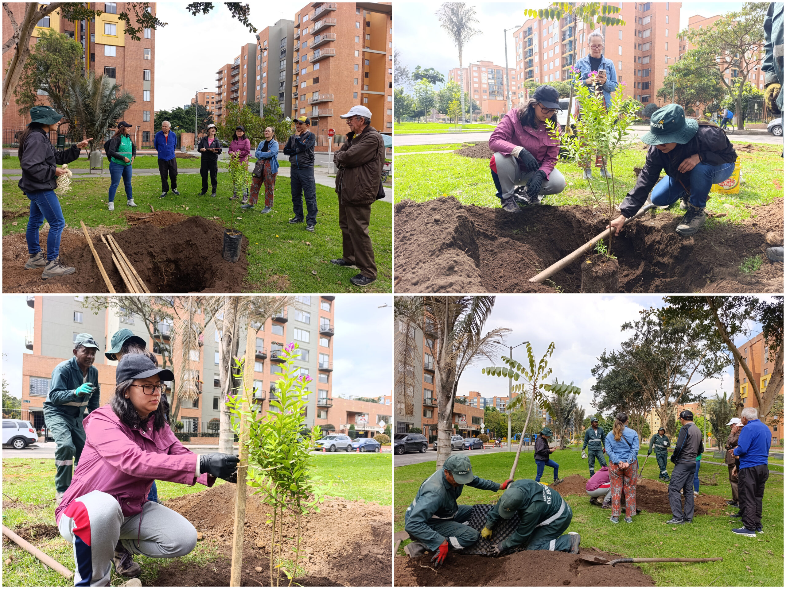 Historias del verde urbano: Ciudad Salitre renaturaliza sus alamedas y orejas vehiculares