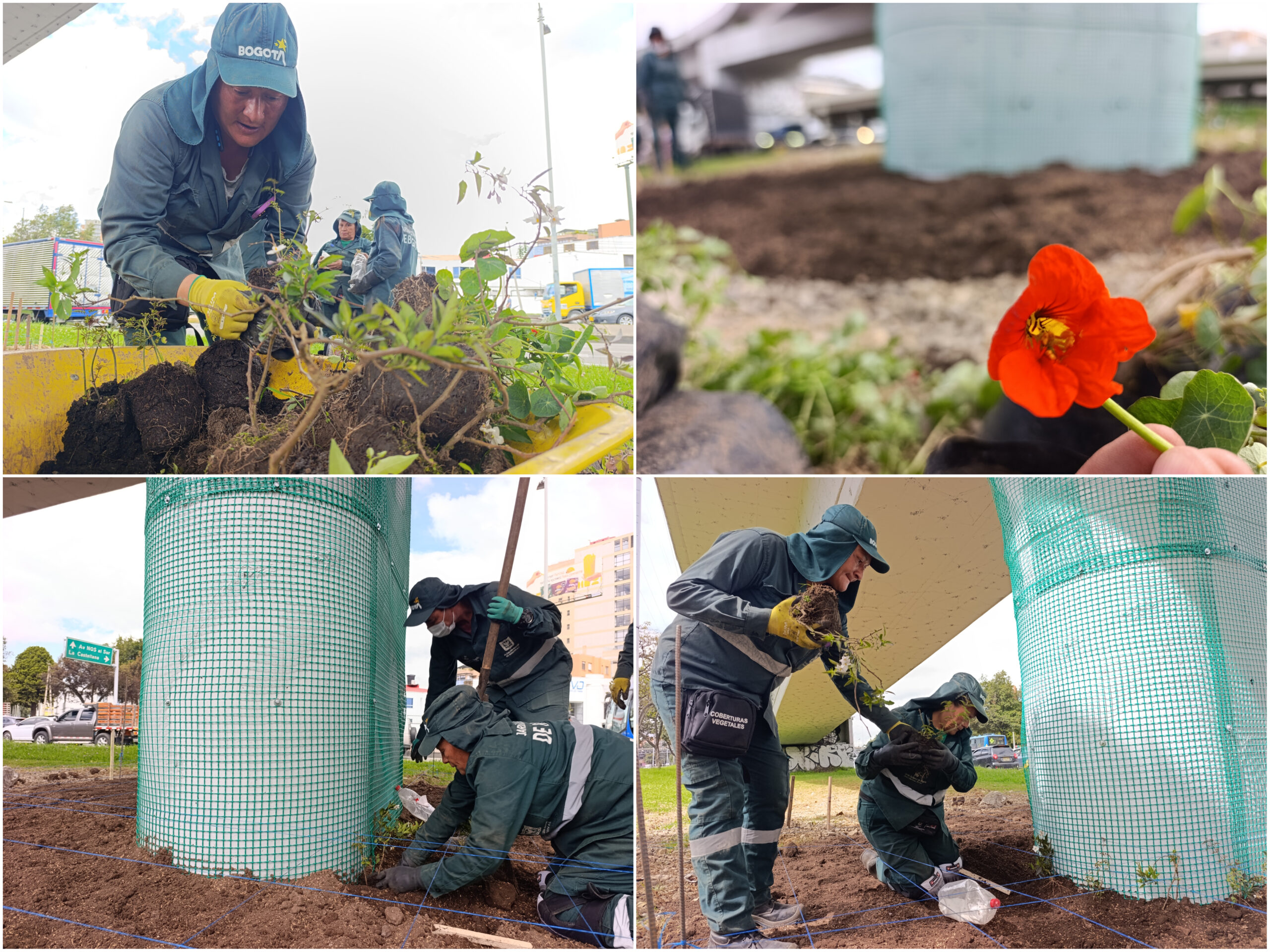 Historias del verde urbano: ¡La renaturalización llegó al puente vehicular de la calle 92!