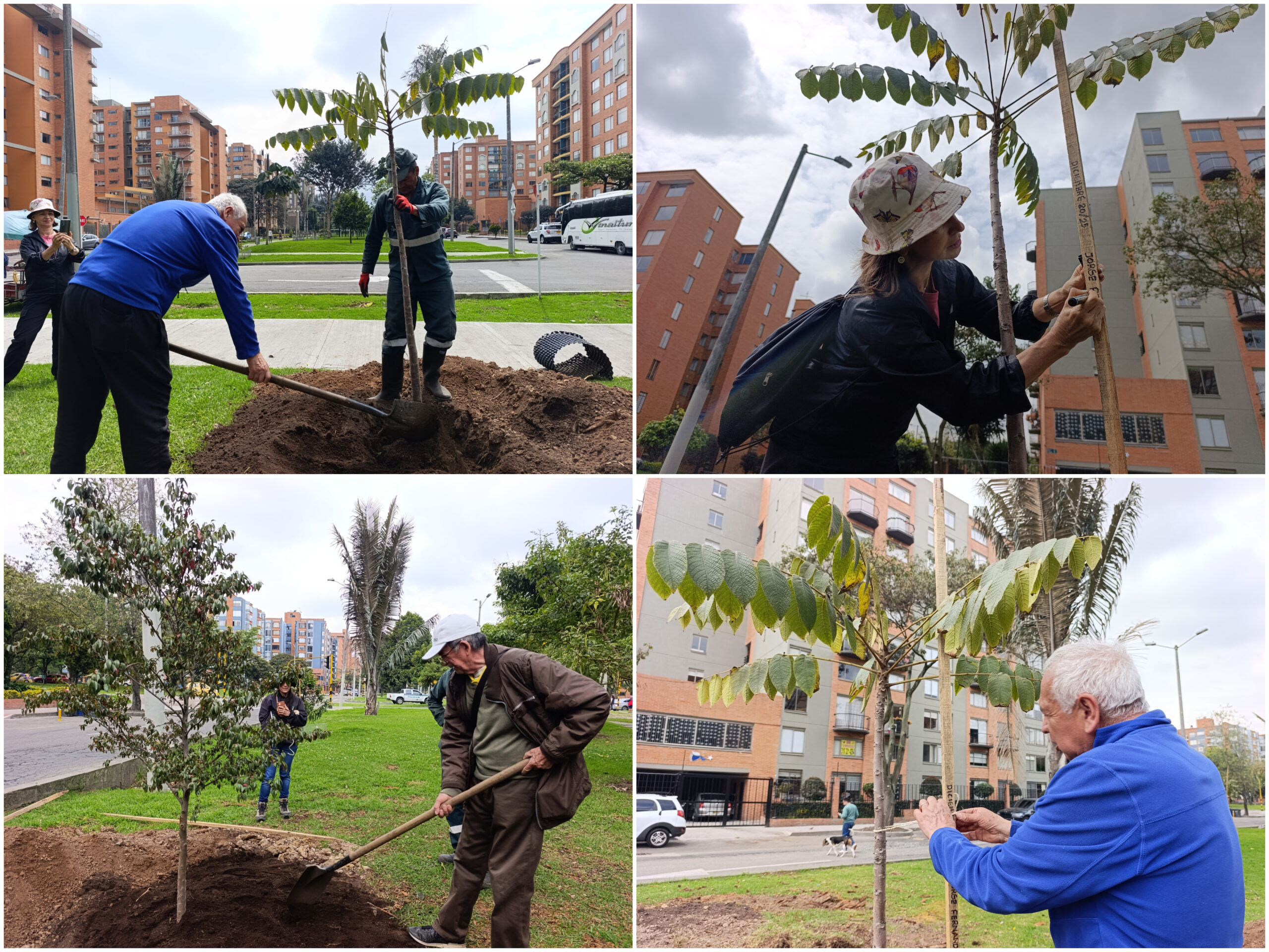 Historias del verde urbano: Ciudad Salitre renaturaliza sus alamedas y orejas vehiculares