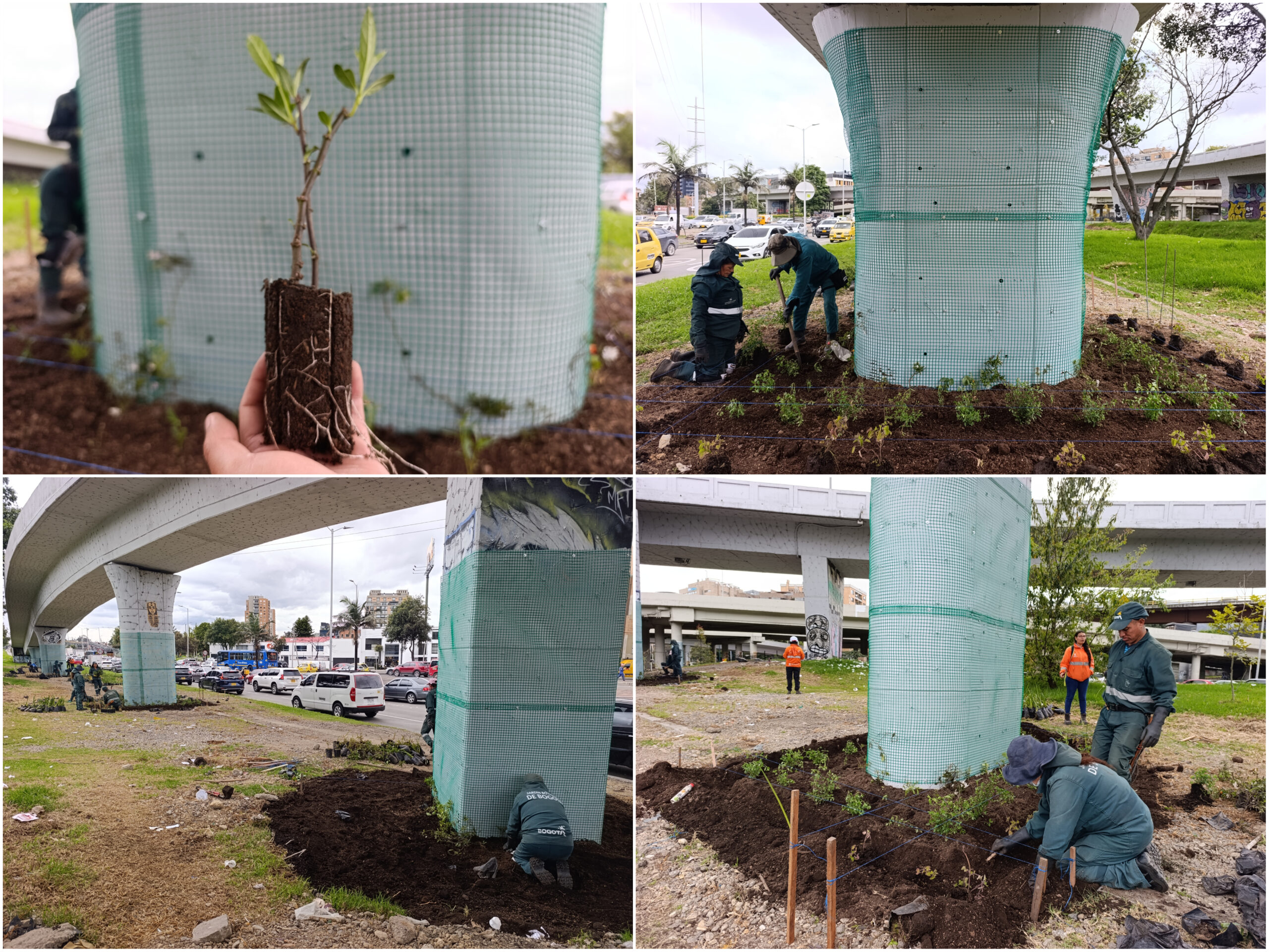 Historias del verde urbano: ¡La renaturalización llegó al puente vehicular de la calle 92!