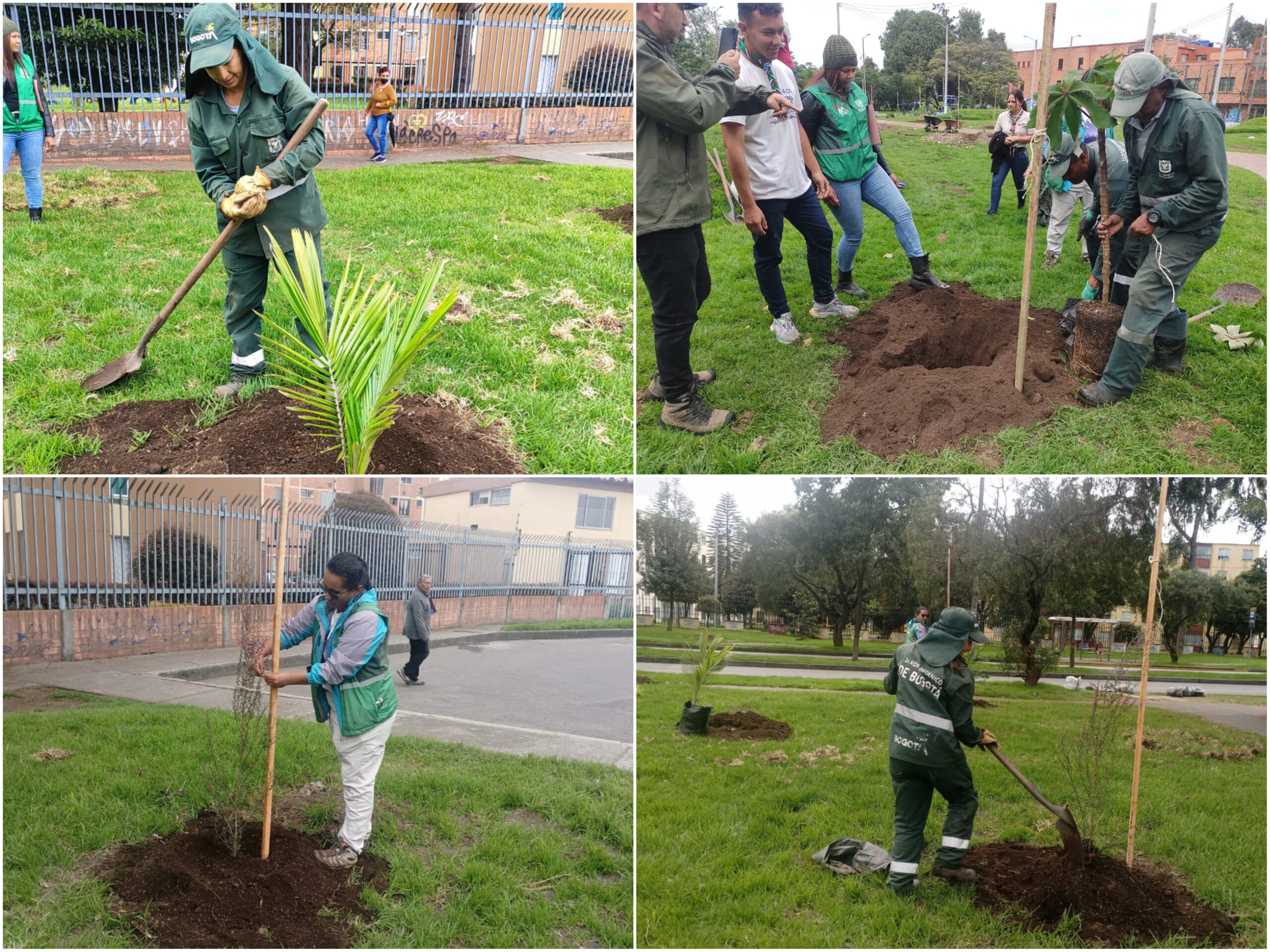 Historias del verde urbano: ¡Navidad arbolada en cuatro parques de Engativá!