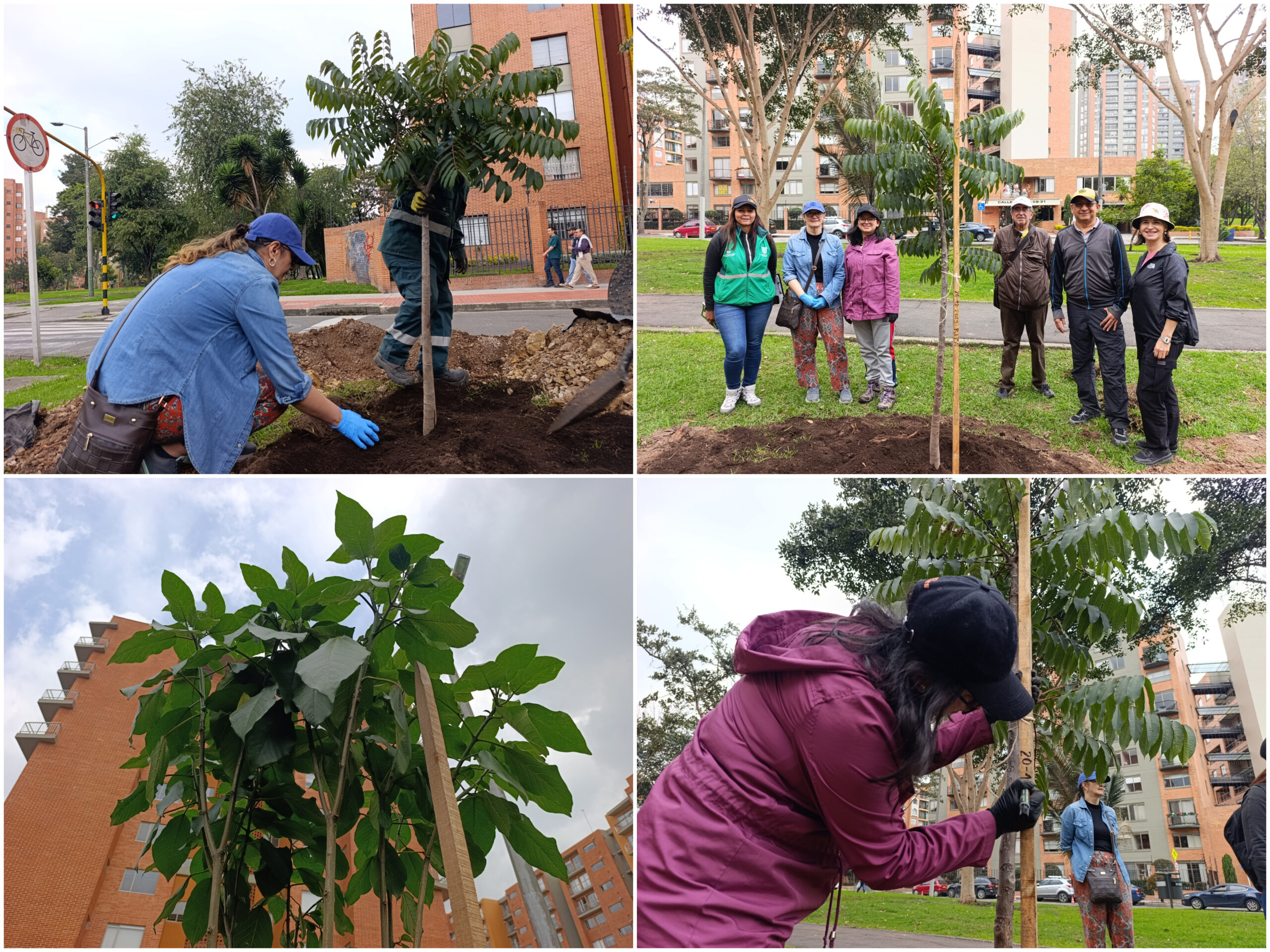 Historias del verde urbano: Ciudad Salitre renaturaliza sus alamedas y orejas vehiculares