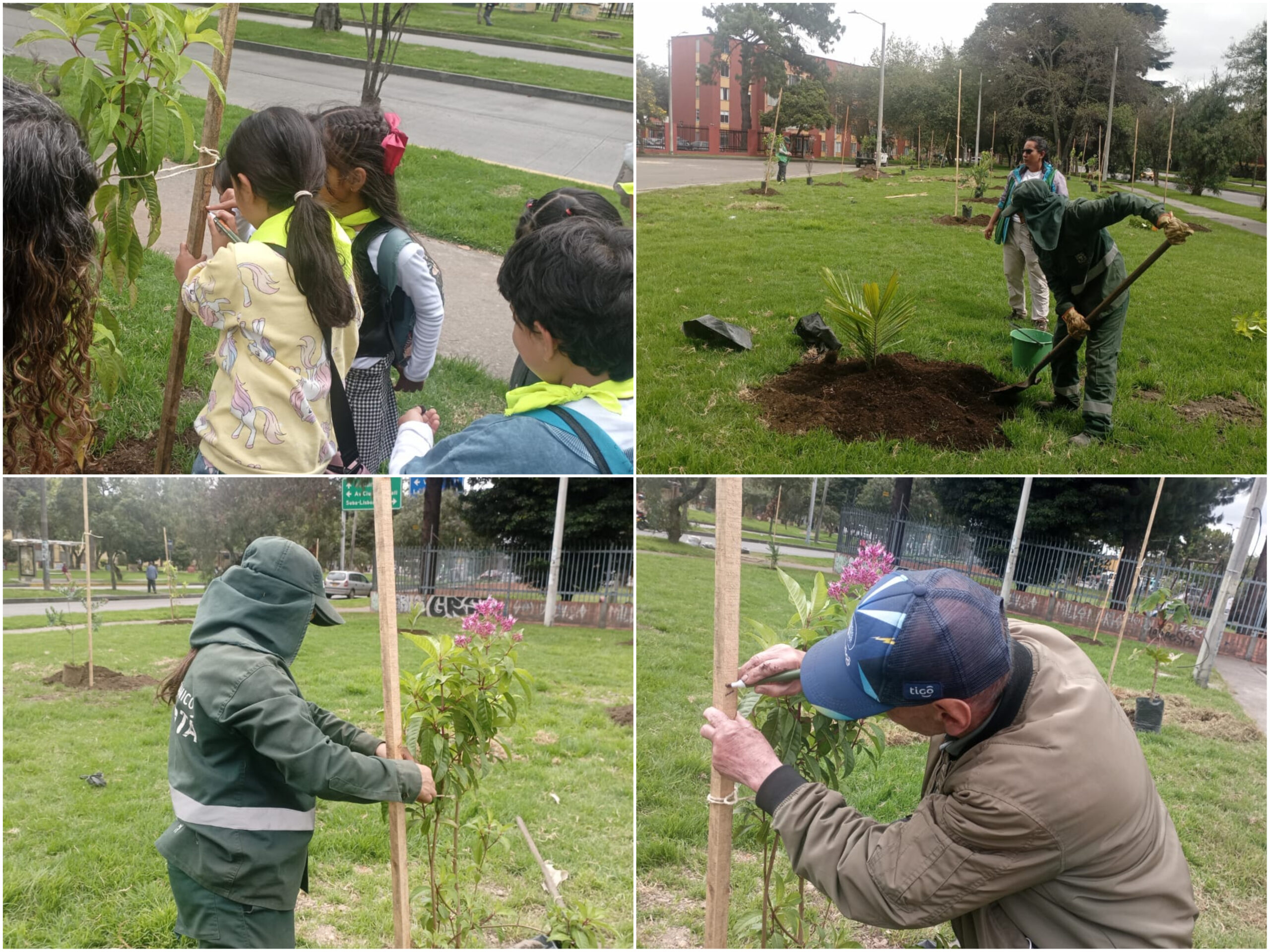 Historias del verde urbano: ¡Navidad arbolada en cuatro parques de Engativá!