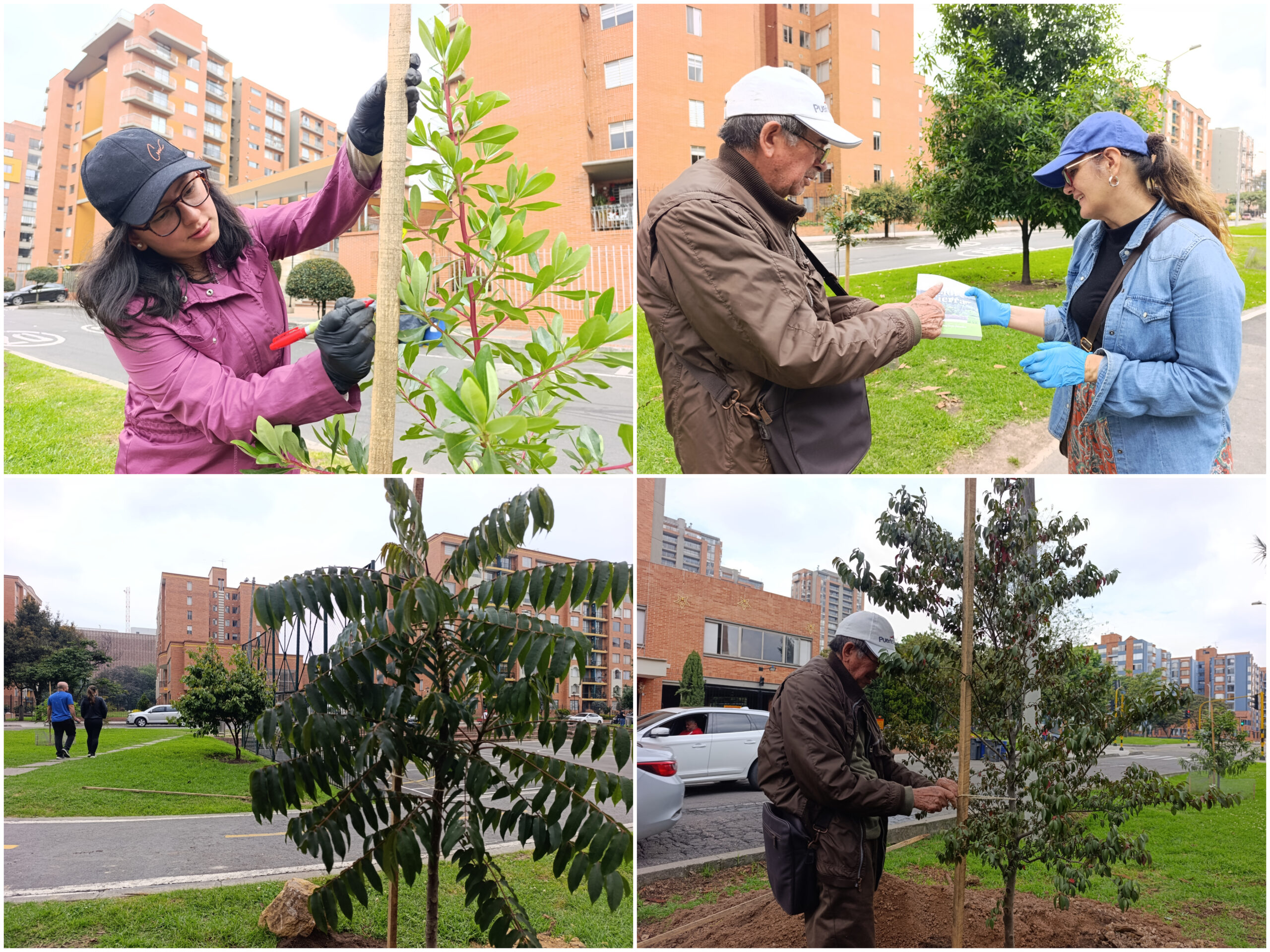 Historias del verde urbano: Ciudad Salitre renaturaliza sus alamedas y orejas vehiculares