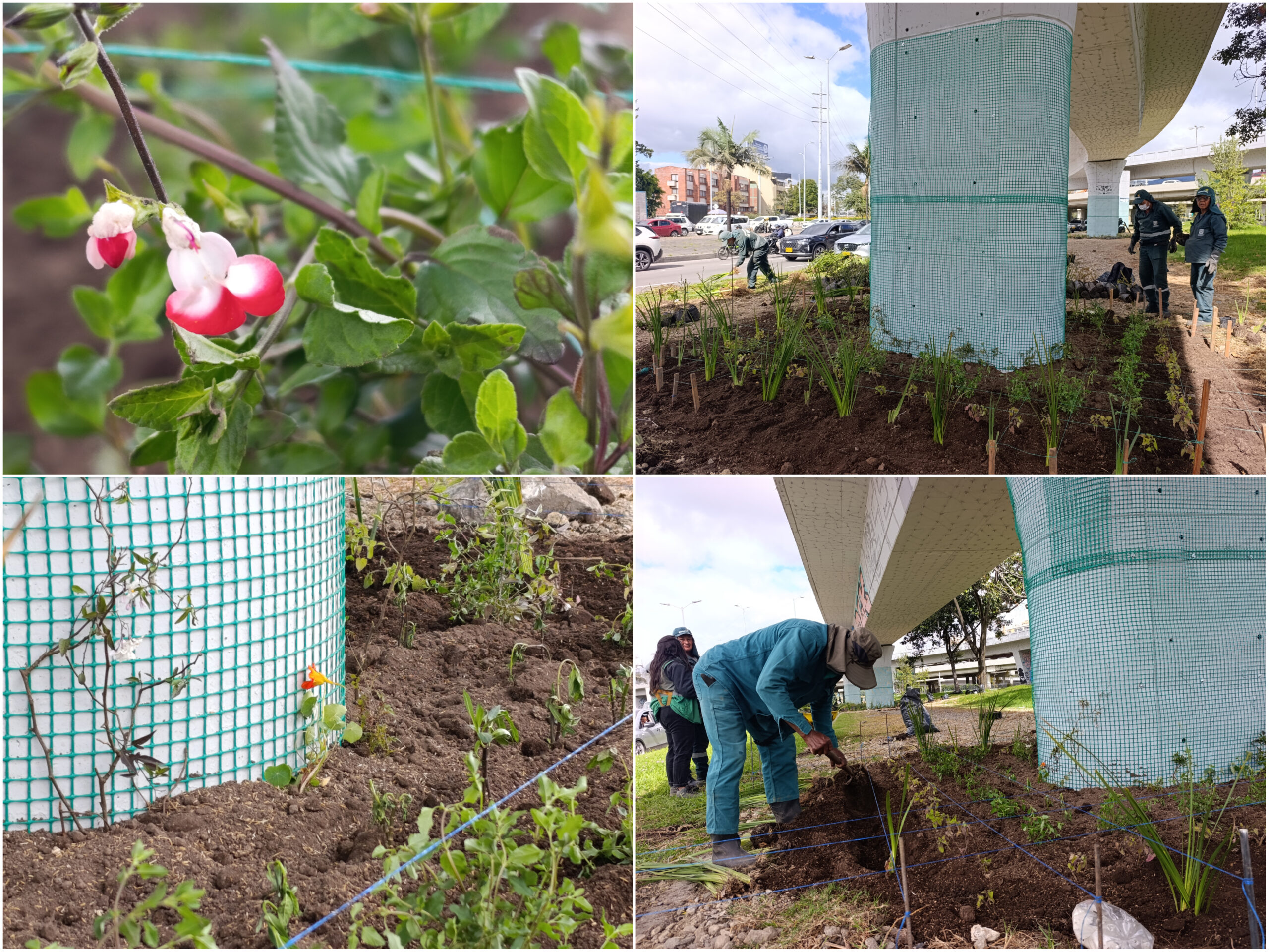 Historias del verde urbano: ¡La renaturalización llegó al puente vehicular de la calle 92!