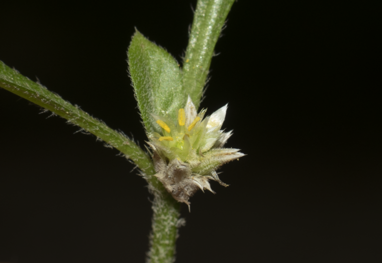 Alternanthera sessilis