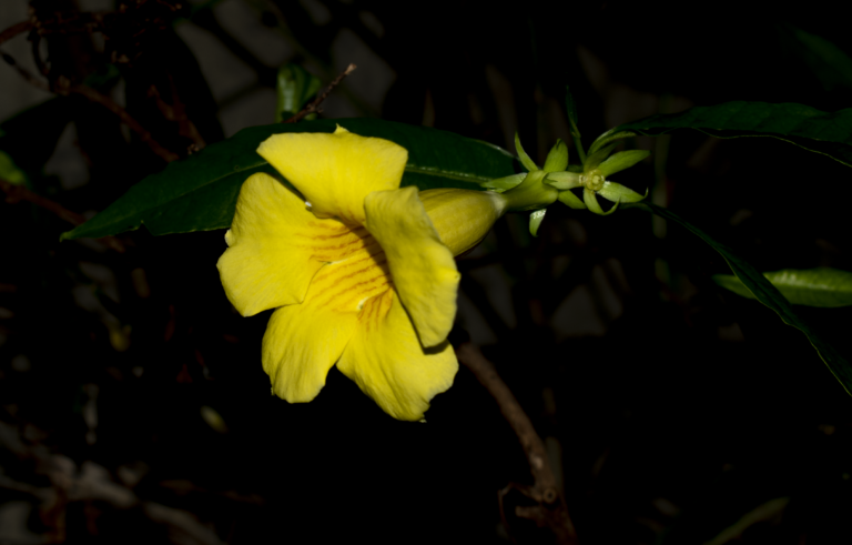 Allamanda cathartica