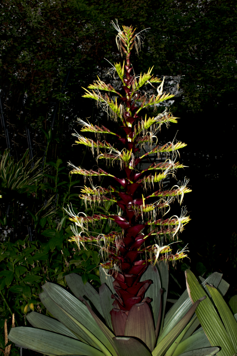 Alcantarea imperialis