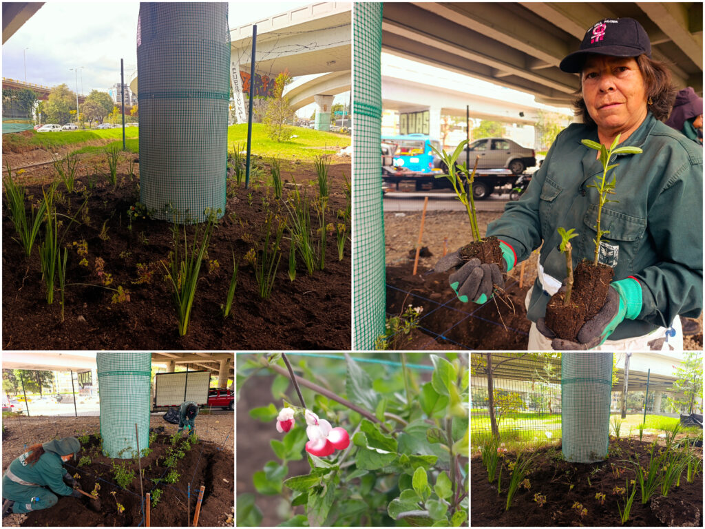 Historias del verde urbano: ¡La renaturalización llegó al puente vehicular de la calle 92!