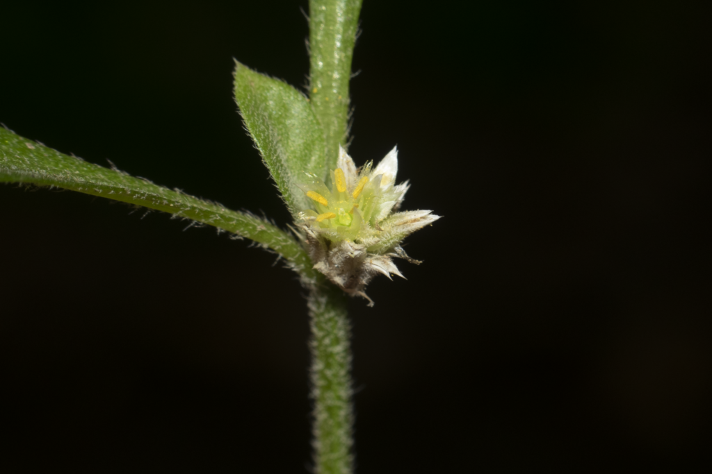 Anthurium andraeanum