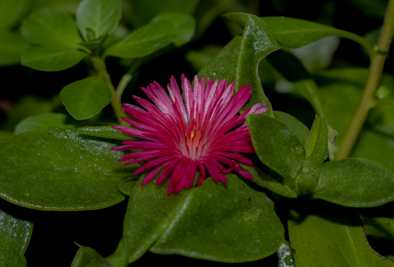 Ayenia macrophylla