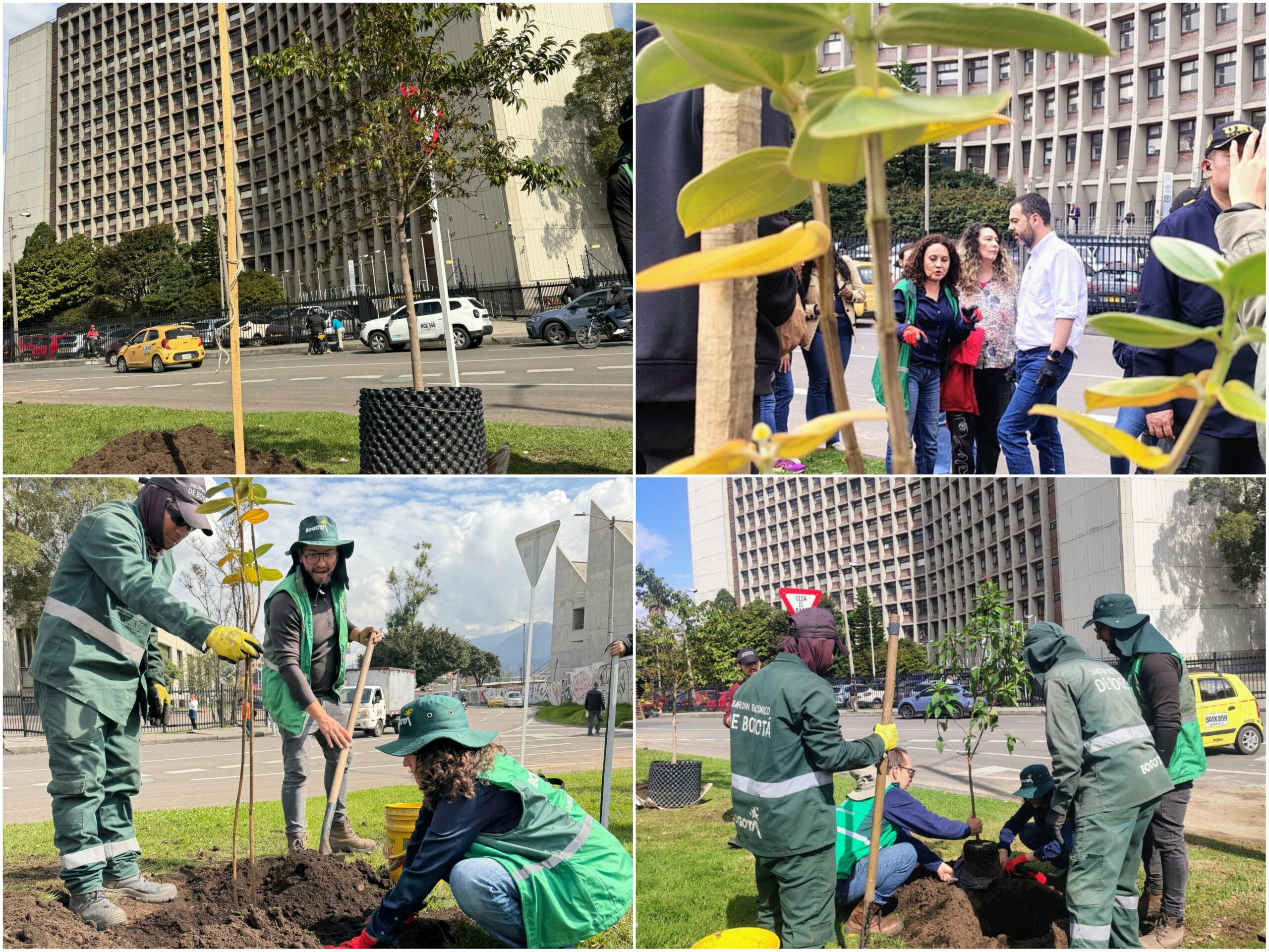 Historias del verde urbano: ¡La renaturalización de los alrededores del CAD!