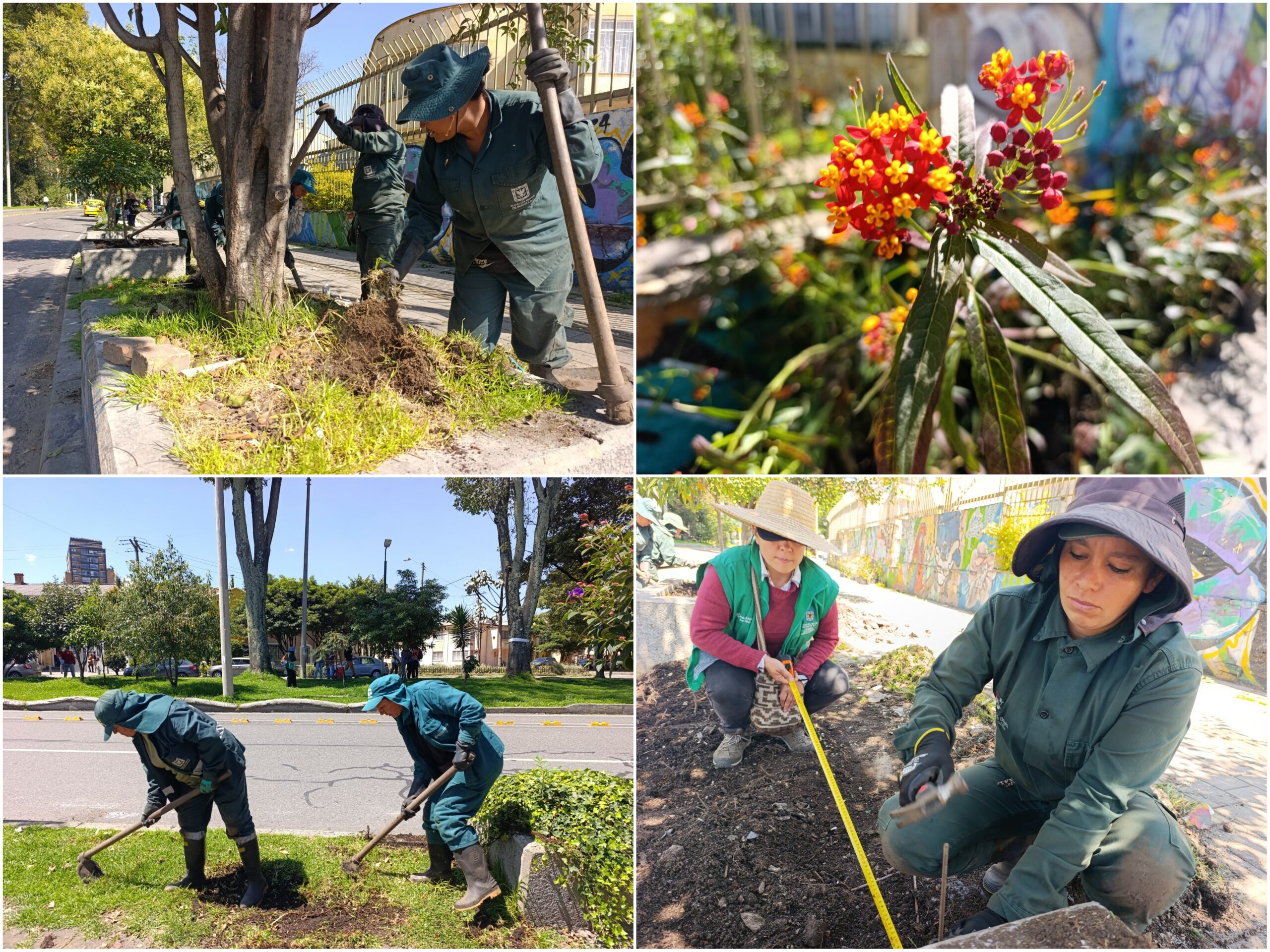 Historias del verde urbano: ¡El Parkway viste sus andenes con jardines biodiversos! Historias del verde urbano: ¡El Parkway viste sus andenes con jardines biodiversos!