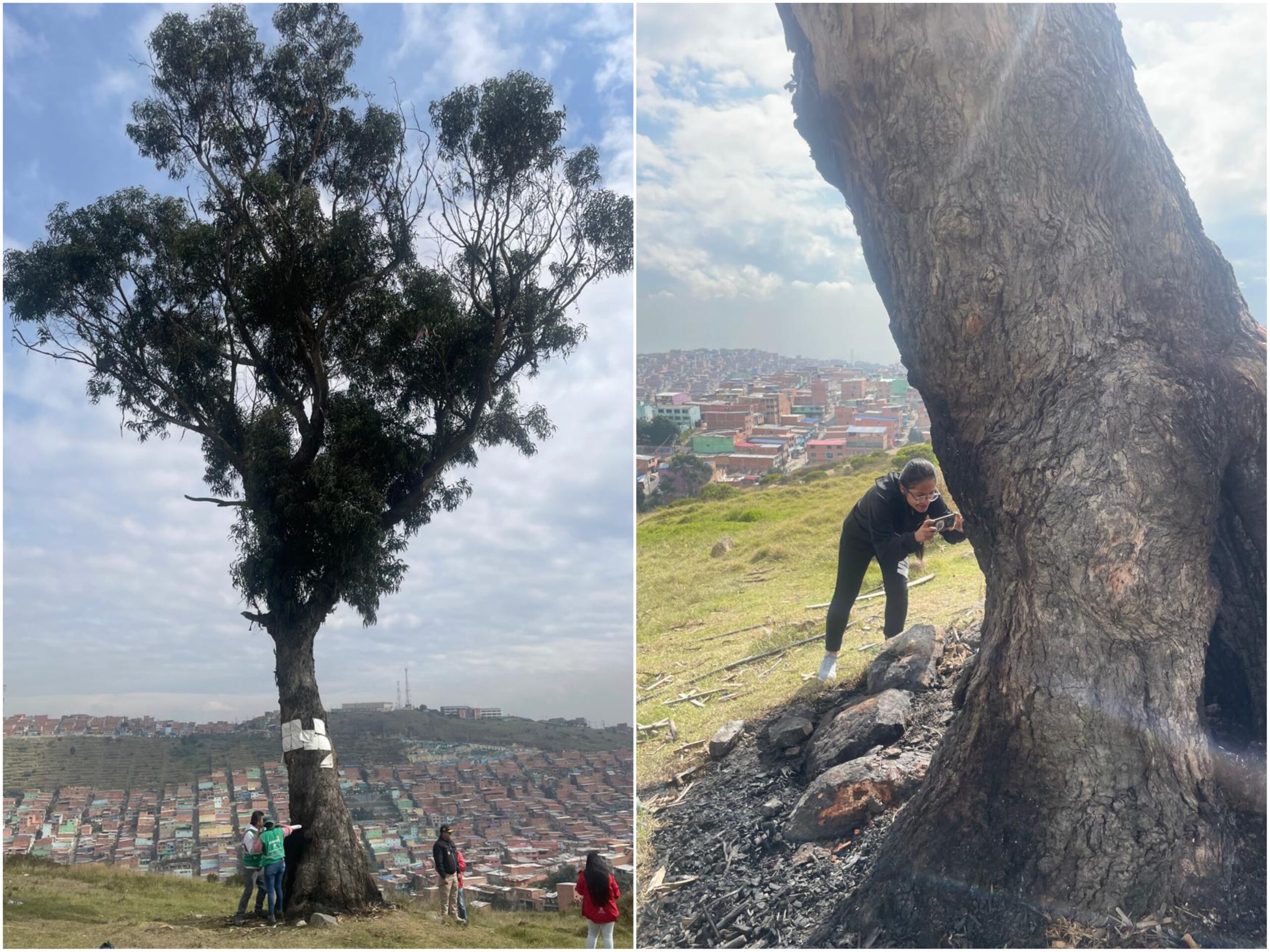 Historias del verde urbano: El recaste del Ahorcado Historias del verde urbano: El recaste del Ahorcado