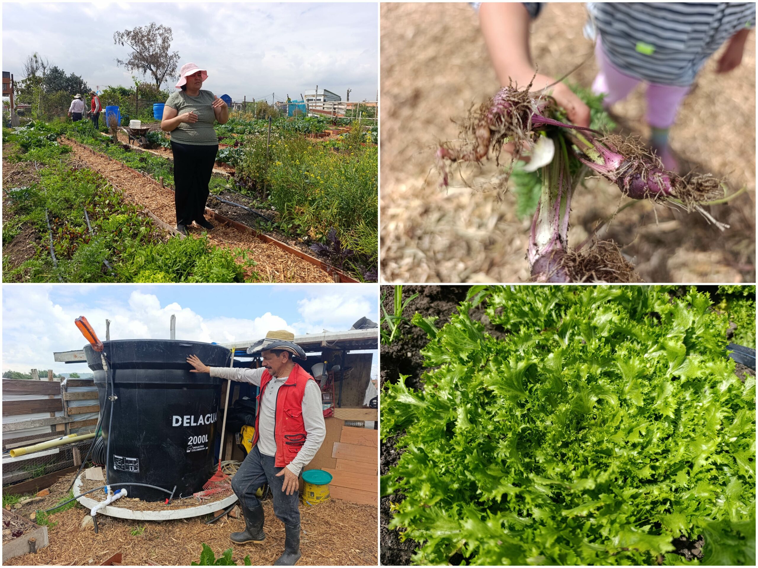 Historias del verde urbano: La nueva lideresa y empresaria huertera de Suba