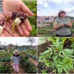 Historias del verde urbano: La nueva lideresa y empresaria huertera de Suba