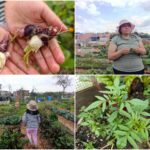 Historias del verde urbano: La nueva lideresa y empresaria huertera de Suba