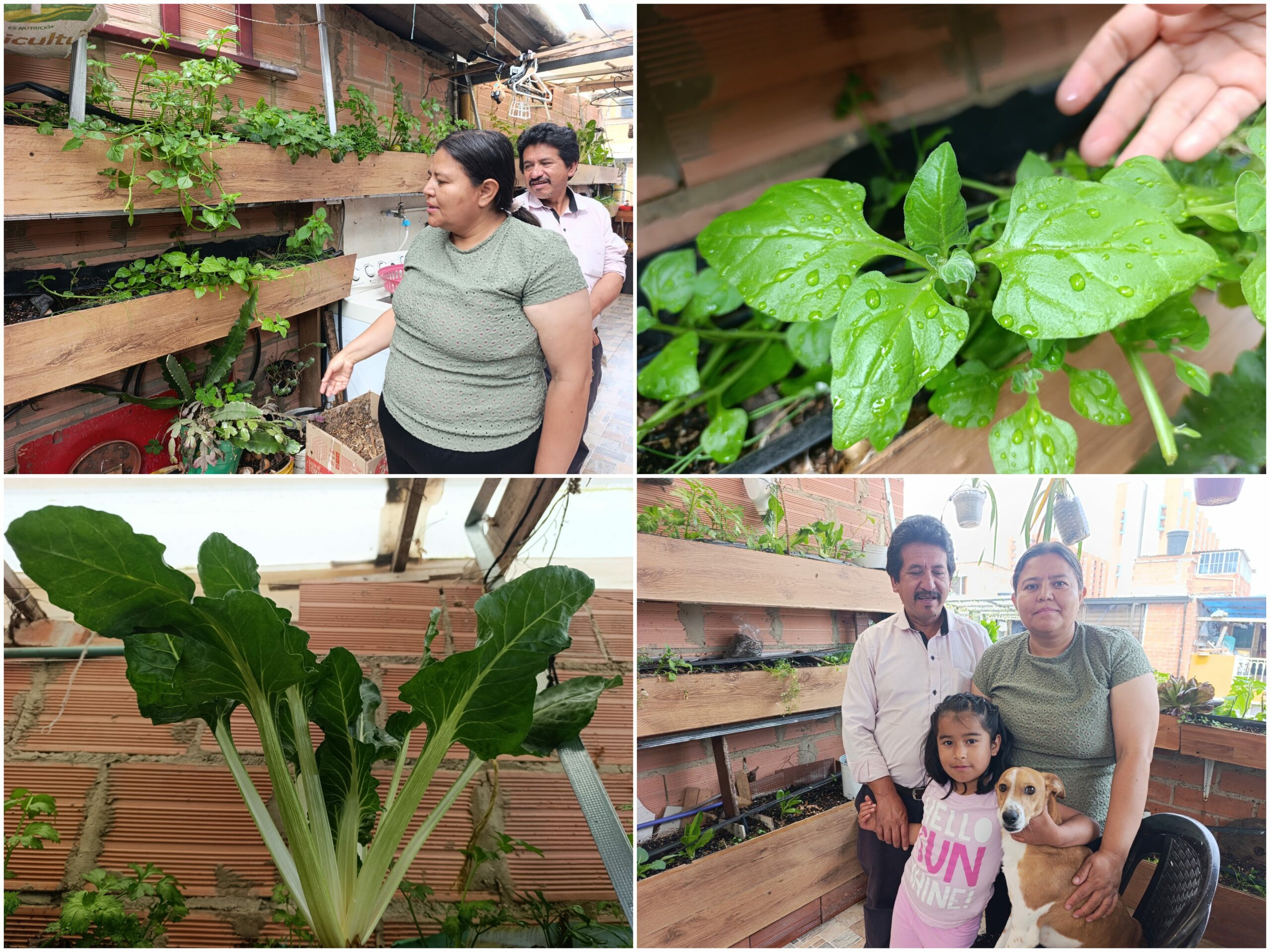 Historias del verde urbano: La nueva lideresa y empresaria huertera de Suba