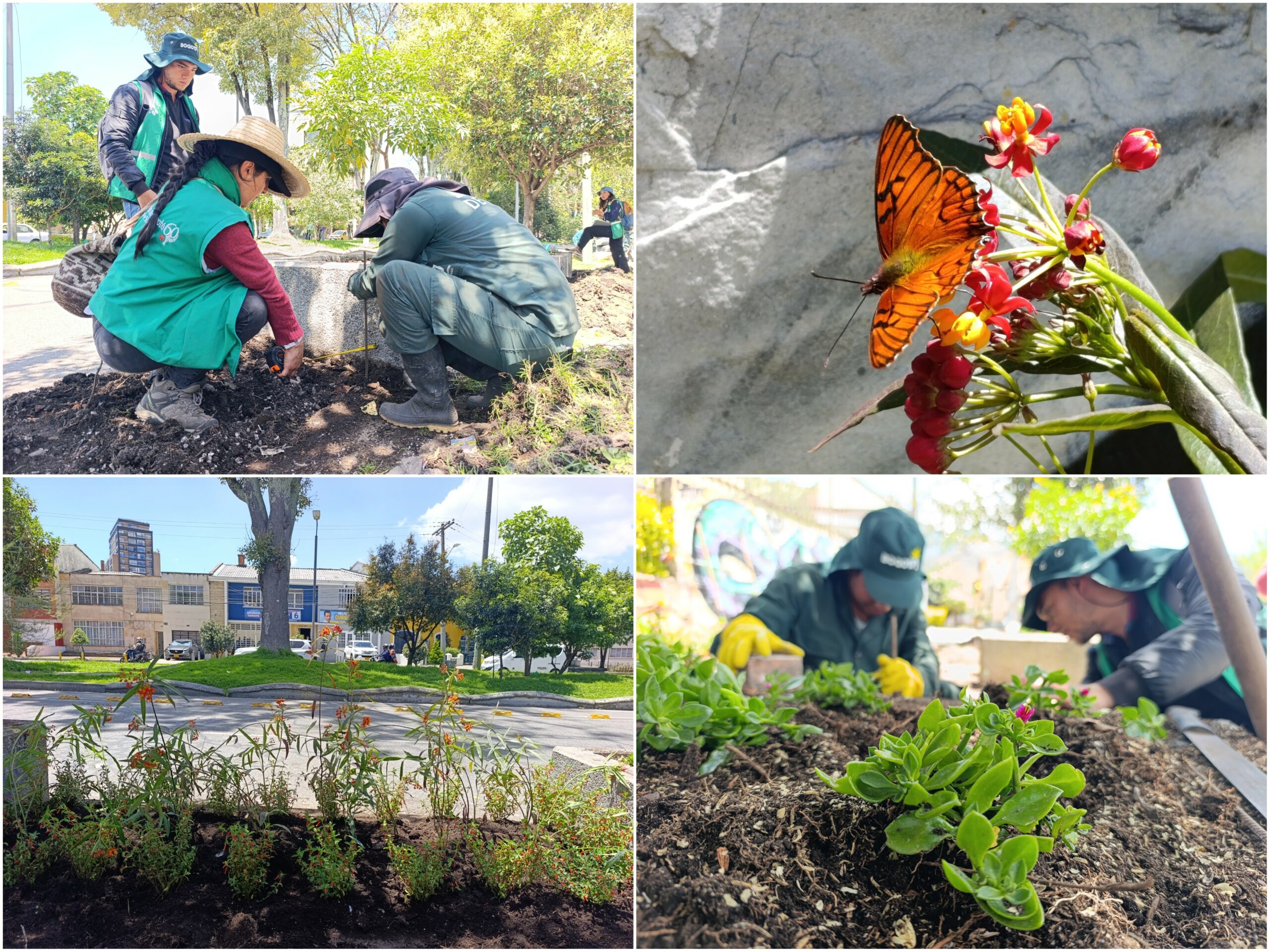 Historias del verde urbano: ¡El Parkway viste sus andenes con jardines biodiversos!
