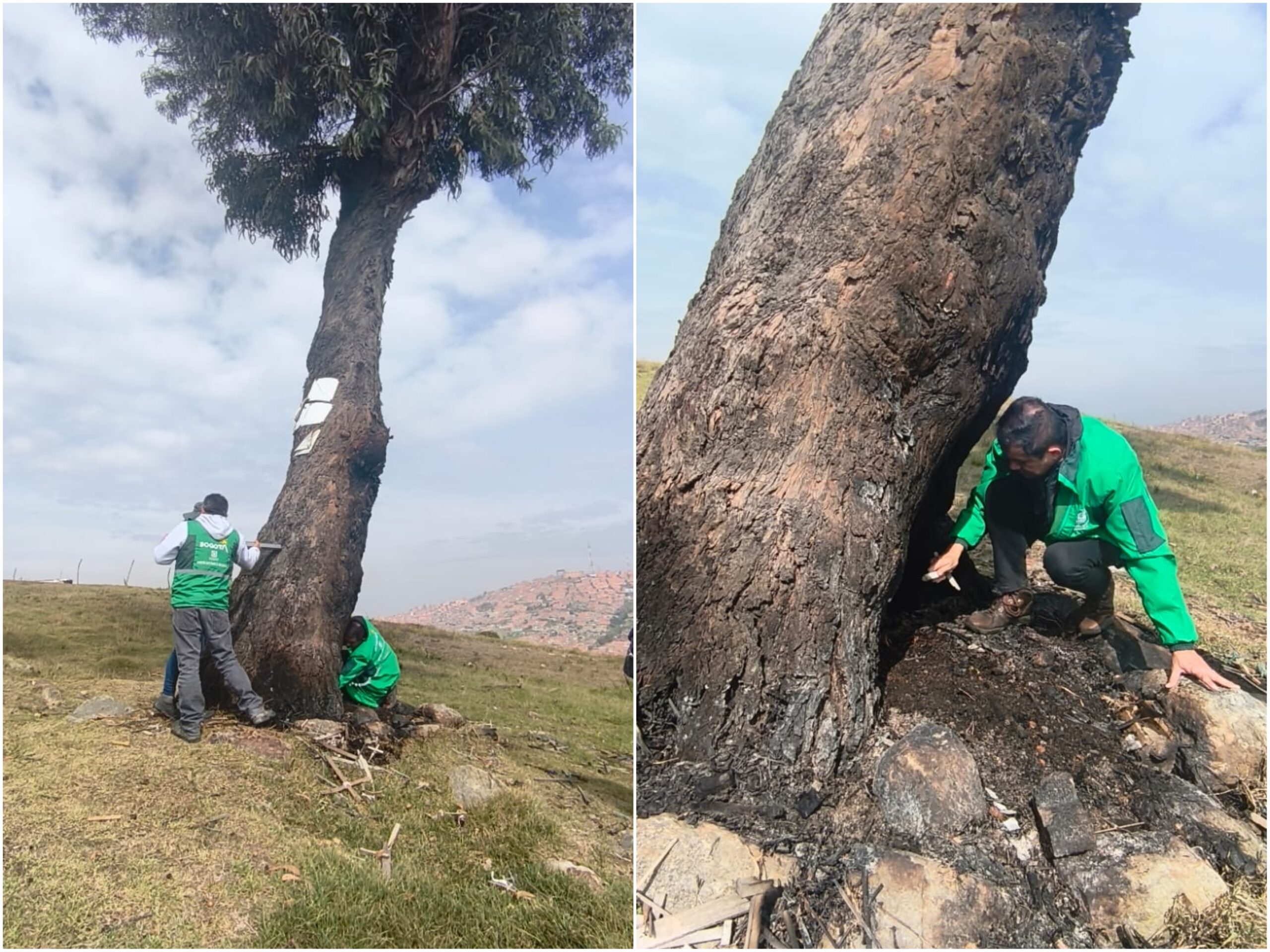 Historias del verde urbano: El recaste del Ahorcado Historias del verde urbano: El recaste del Ahorcado